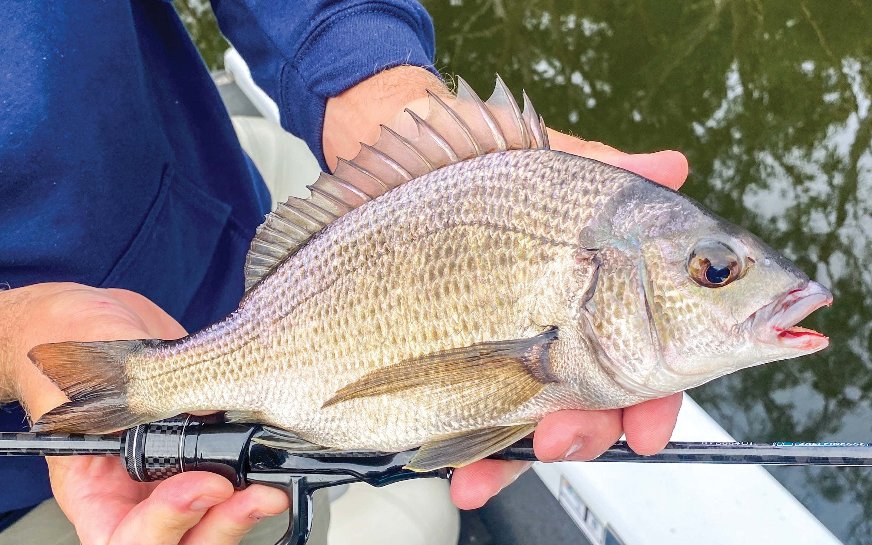 freshwater bream, silver fish, spiky dorsal fins, 2K Desktop Wallpaper