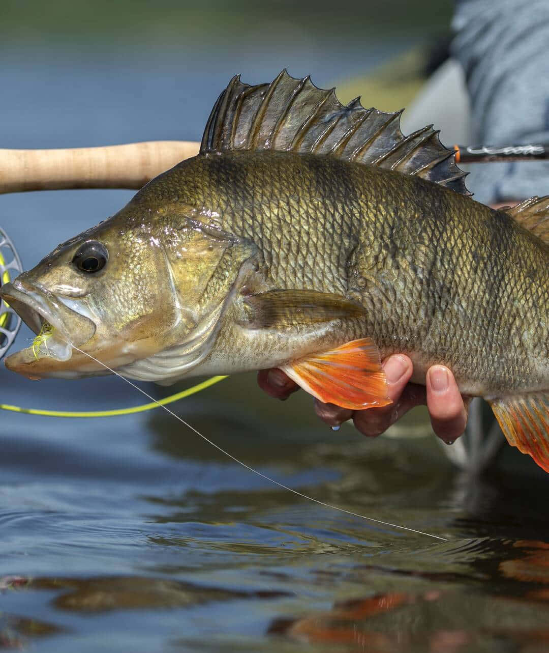 freshwater perch, fly fisherman, vibrant orange fins, HD Phone Wallpaper