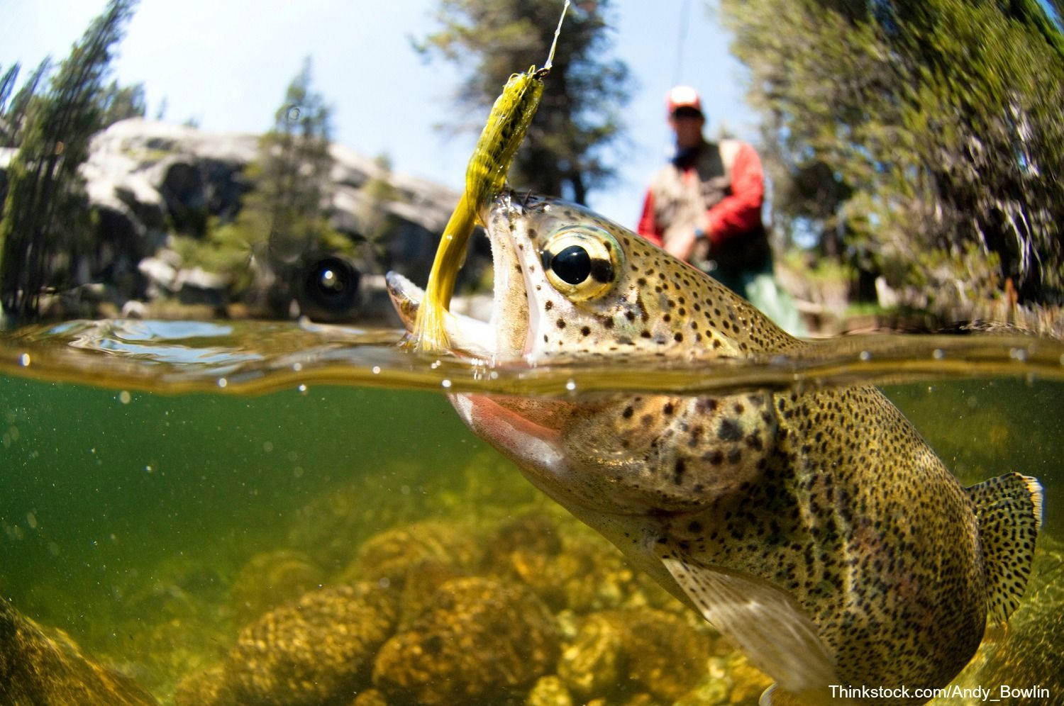 rainbow trout, yellow fly lure, red fisherman, HD Desktop Wallpaper