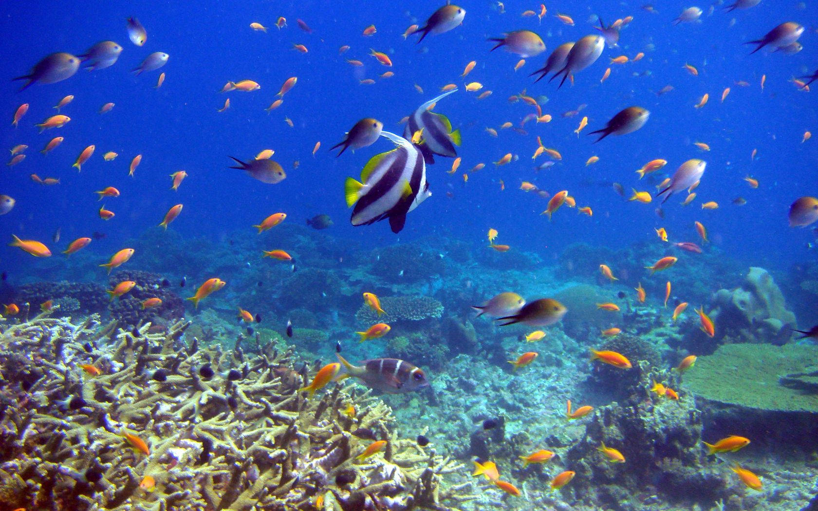 orange fish, black and white angelfish, coral reef, HD Desktop Wallpaper