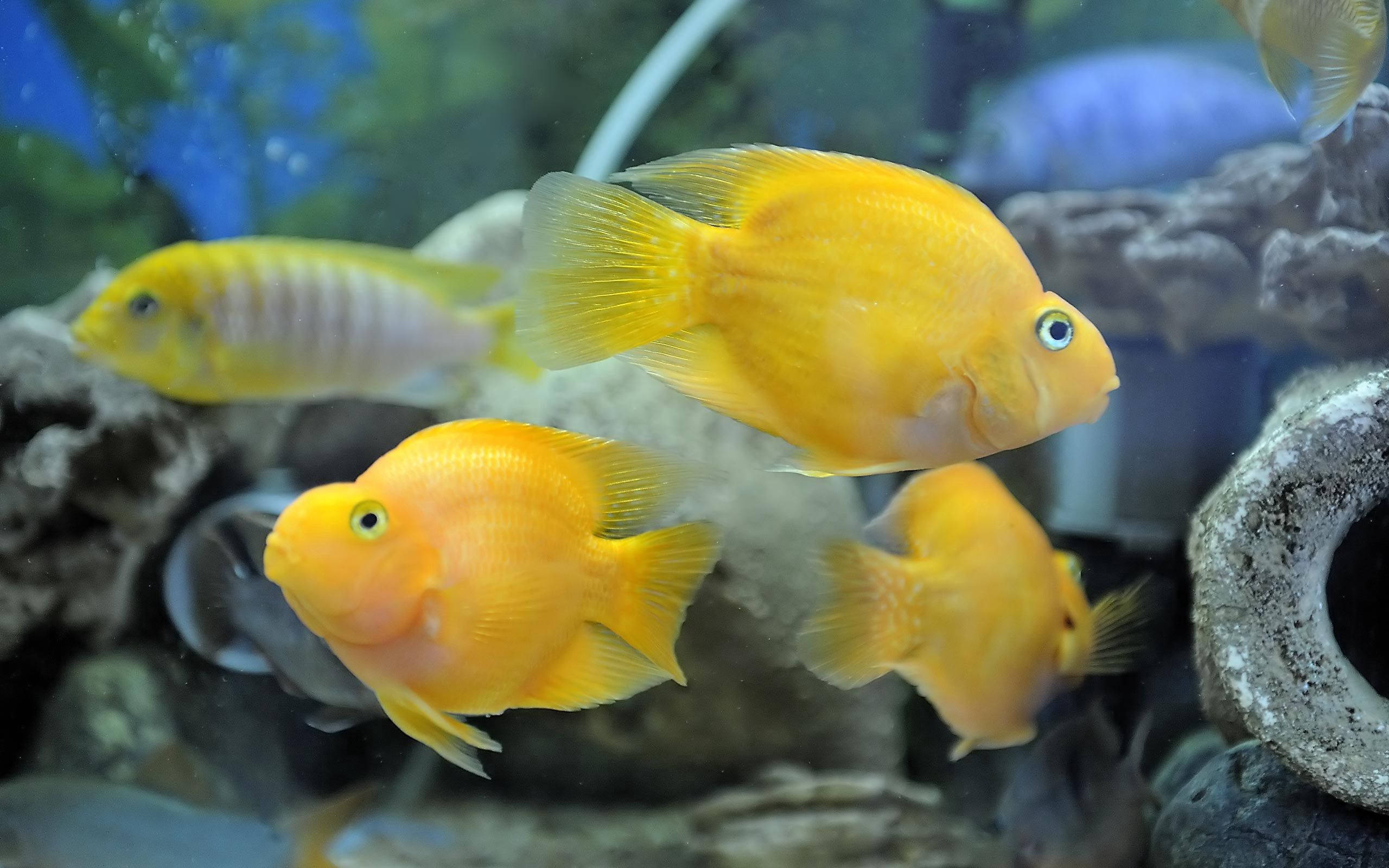bright yellow fish, vibrant yellow cichlids, rocky aquarium decor, 2K Desktop Wallpaper