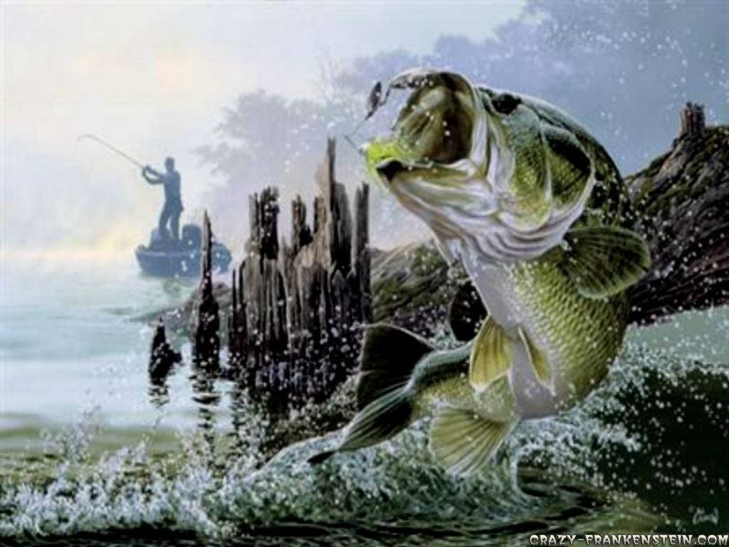 bass fishing, lake, green bass, SD Desktop Wallpaper
