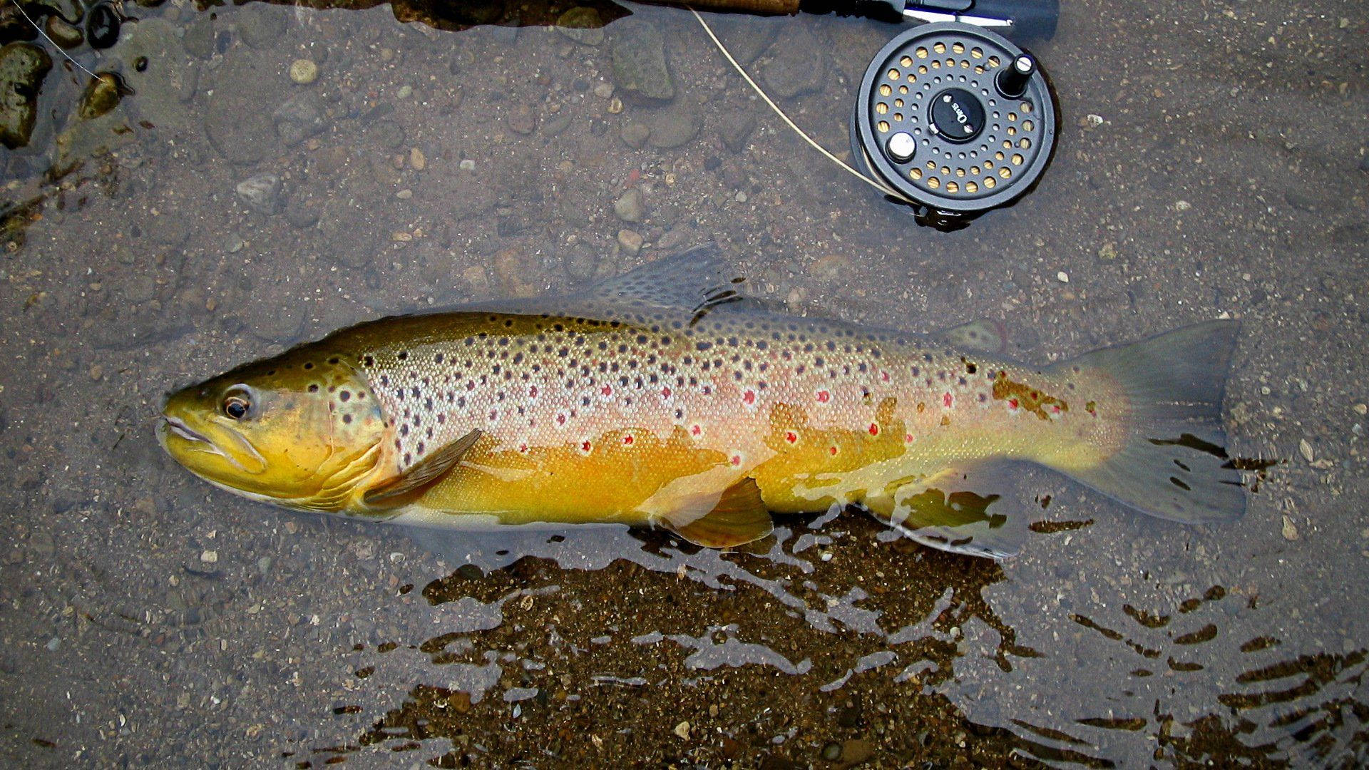 golden yellow trout, brown trout, fly fishing reel, Full HD Desktop Wallpaper