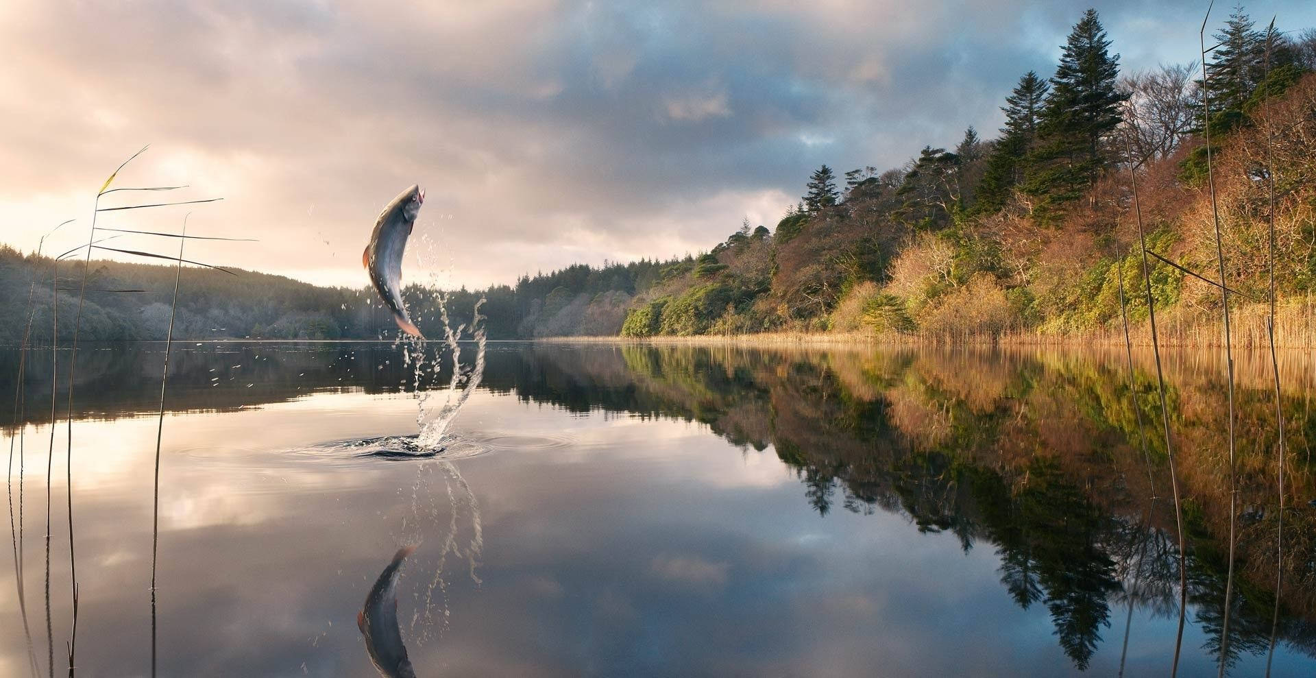 trout, calm lake, golden sunset clouds, Full HD Desktop Wallpaper