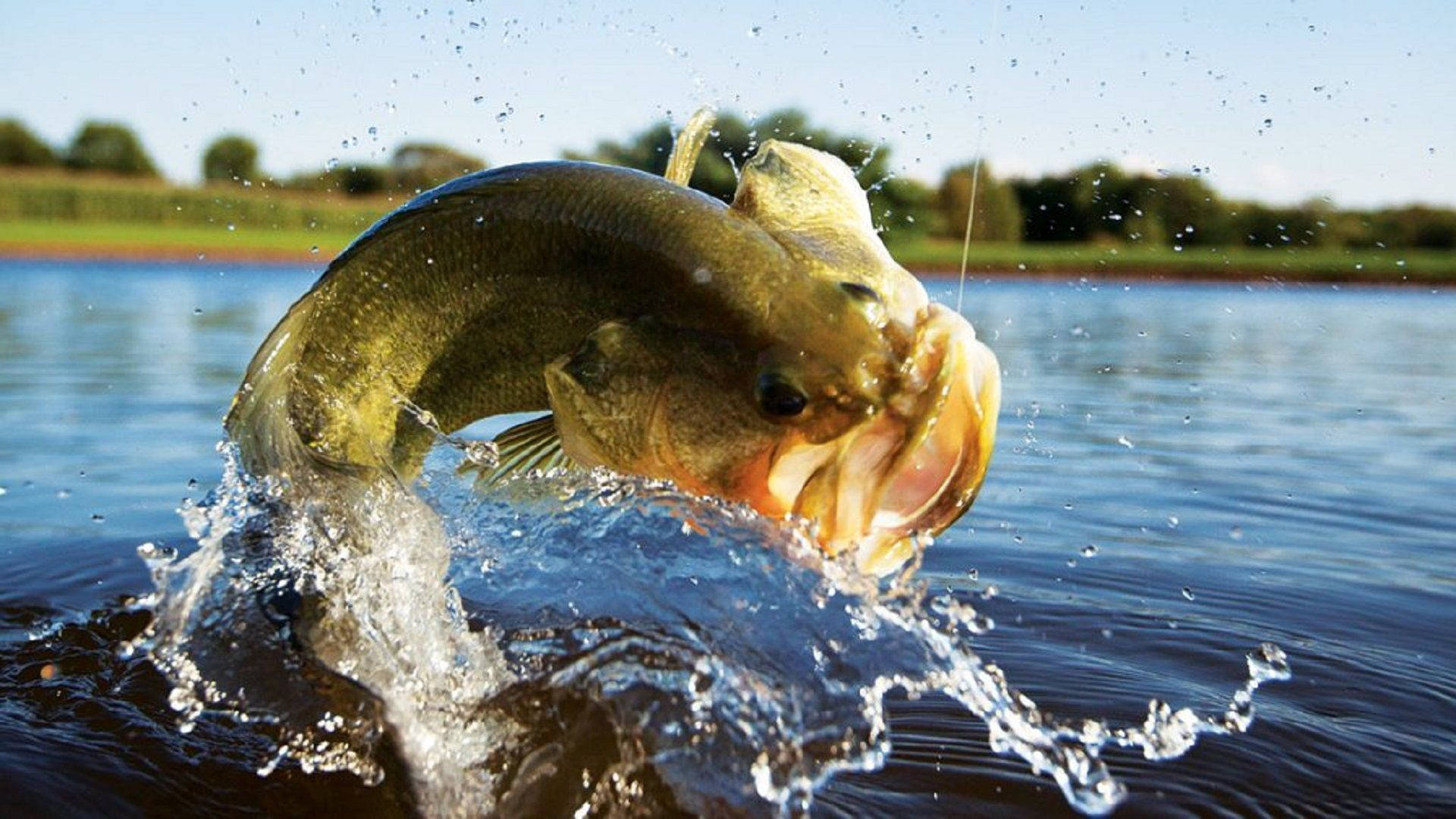 bass, sunlit lake, leaps, Full HD Desktop Wallpaper