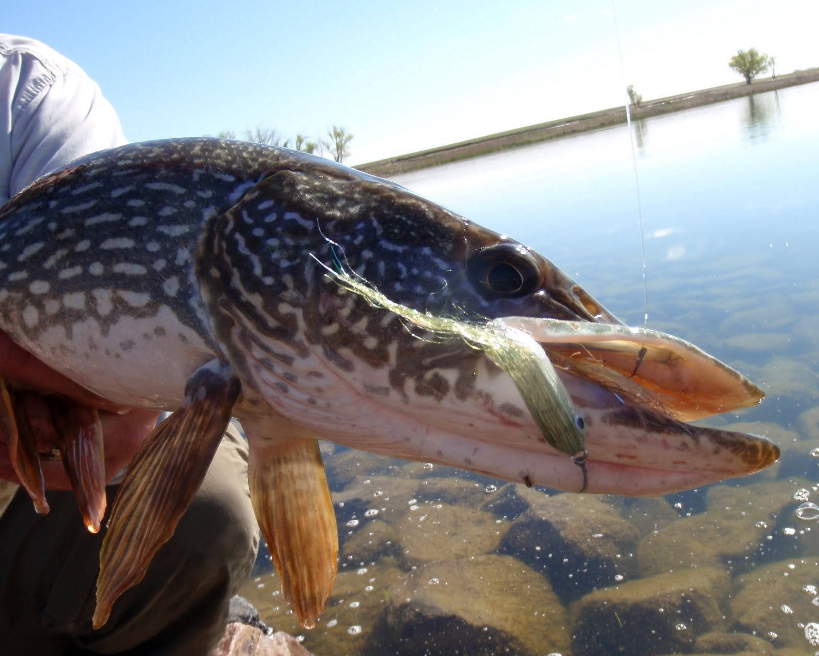 pike, artificial fish bait, lure, HD Desktop Wallpaper