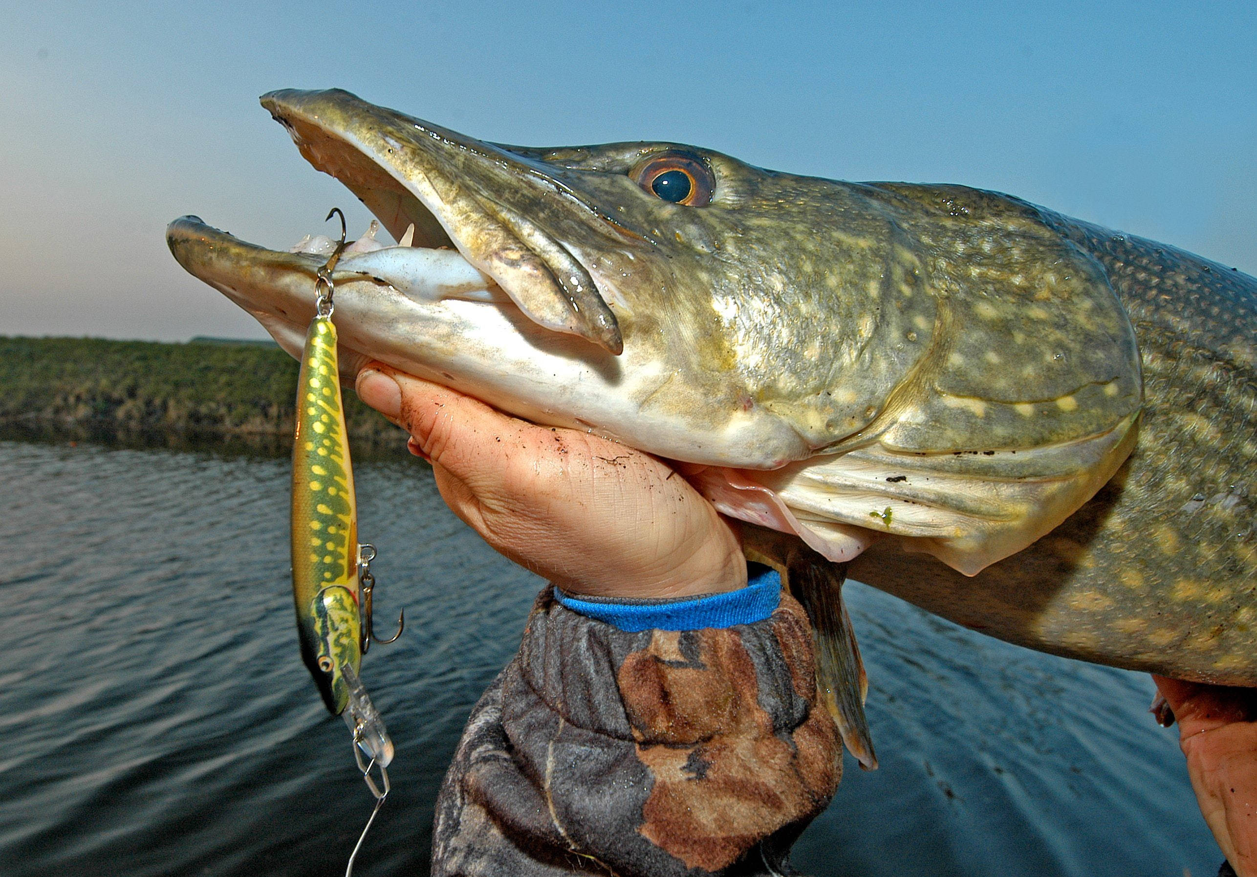 monstrous pike fish, green lure, fisherman's gloved hand, 2K Desktop Wallpaper