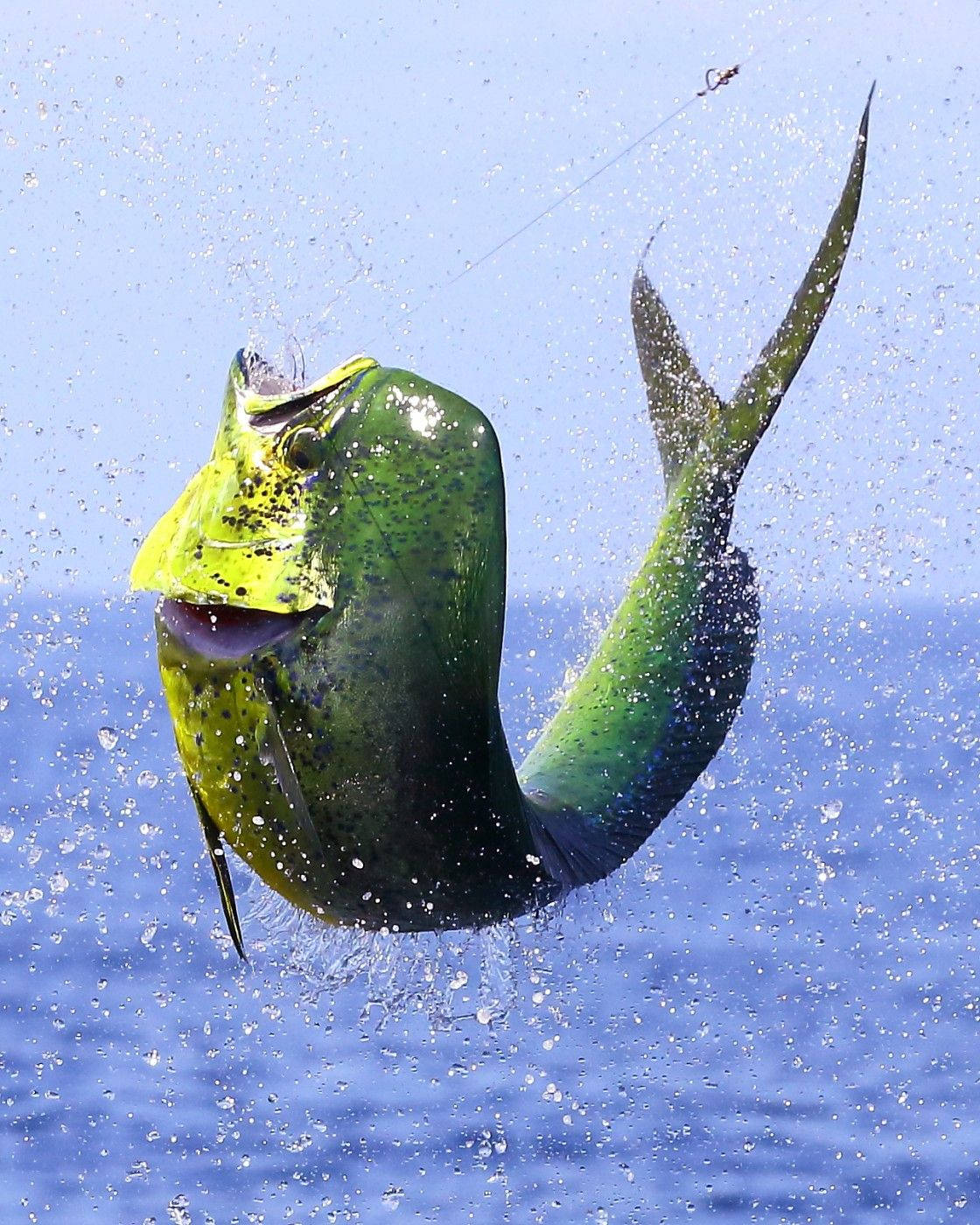 mahi mahi, ray-finned, vibrant green, HD Phone Wallpaper