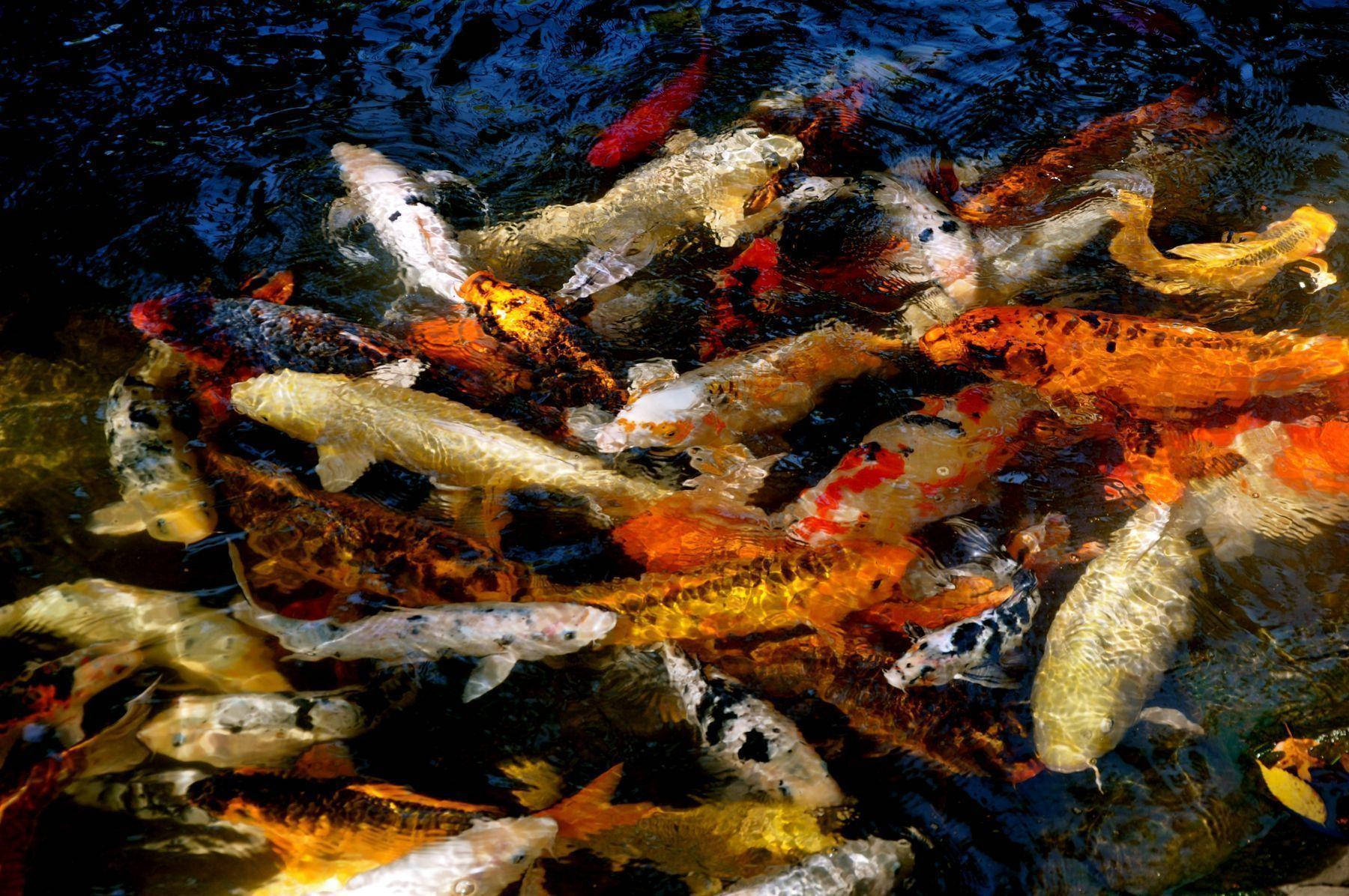 koi fish, sunlit pond, dark water, HD Desktop Wallpaper