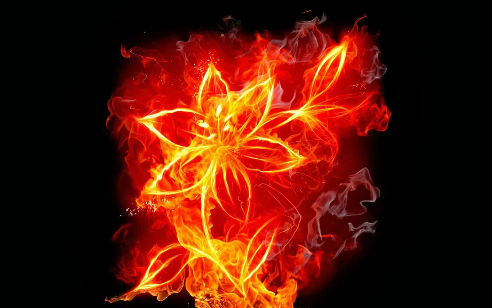 Cool Fire Flower, fiery lily, radiant orange, HD Desktop Wallpaper