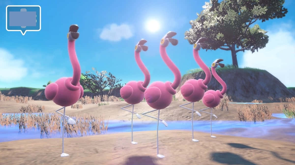 Flamigo, pink flamingos, shallow pond, SD Desktop Wallpaper