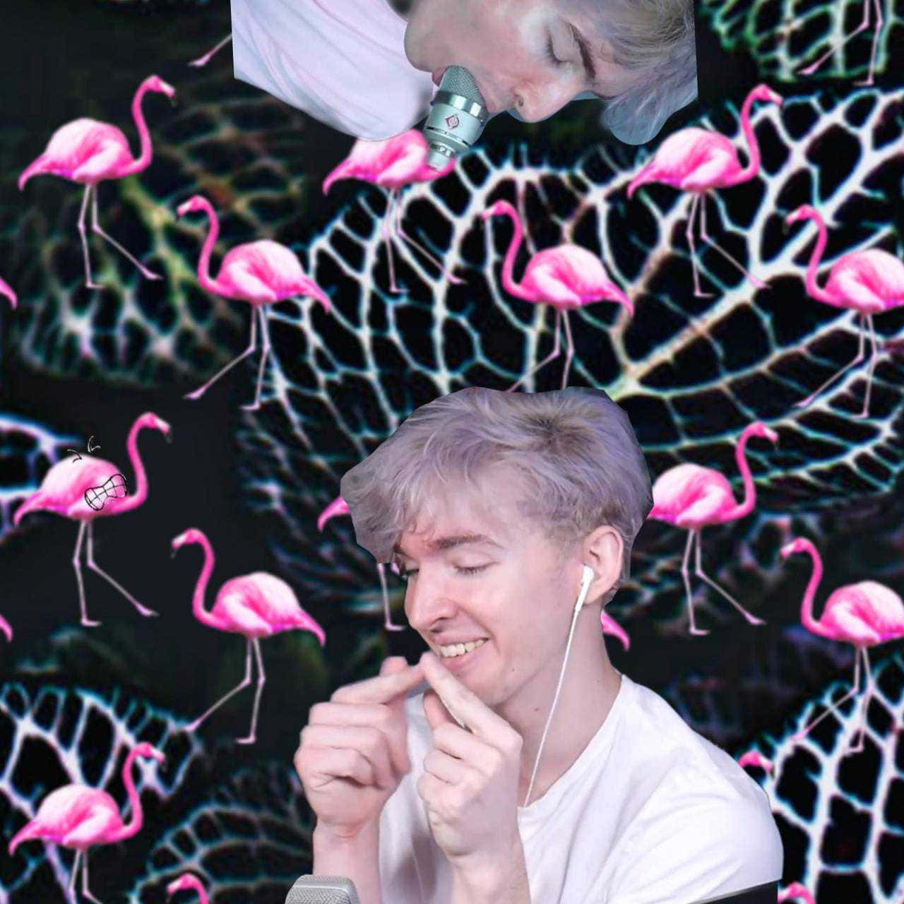 Flamingo Albert, pink flamingo, vibrant pink, HD Desktop Wallpaper