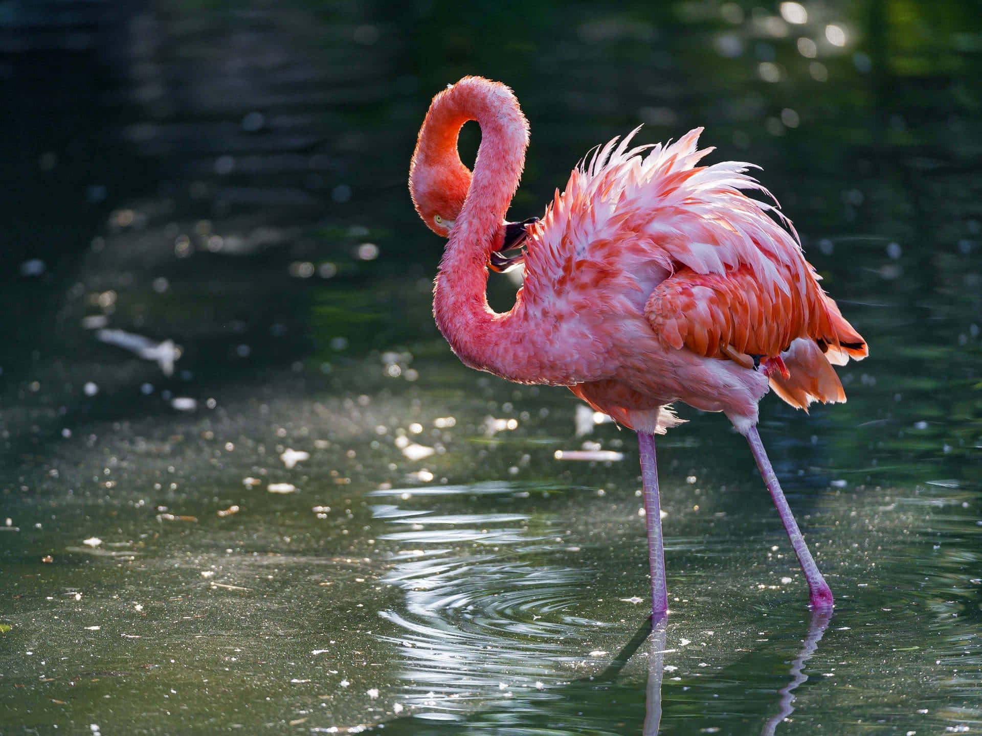 flamingo, shallow water, shimmering green backdrop, Full HD Desktop Wallpaper