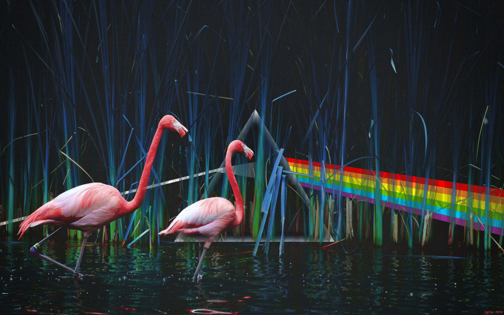Flamingo Laptop, pink flamingos, dark water, Full HD Desktop Wallpaper