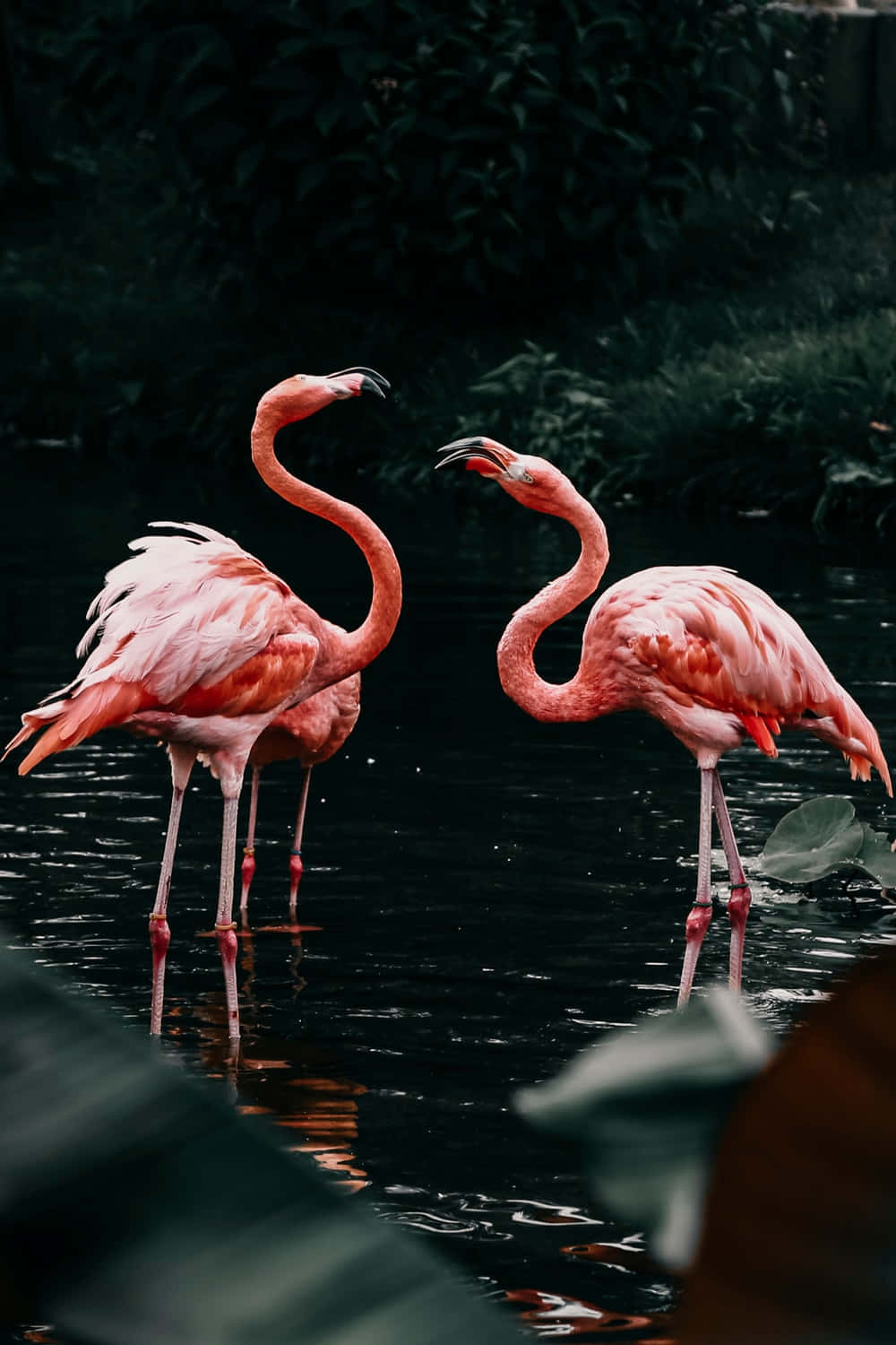 Flamingo Laptop, pink flamingos, dark water, HD Phone Wallpaper