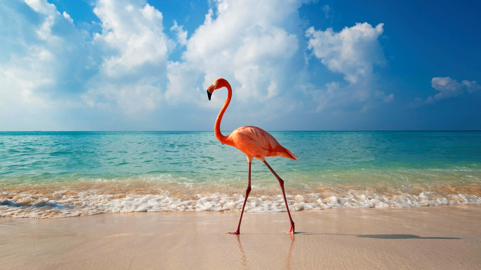 flamingo, pink flamingo, sandy beach, Full HD Desktop Wallpaper