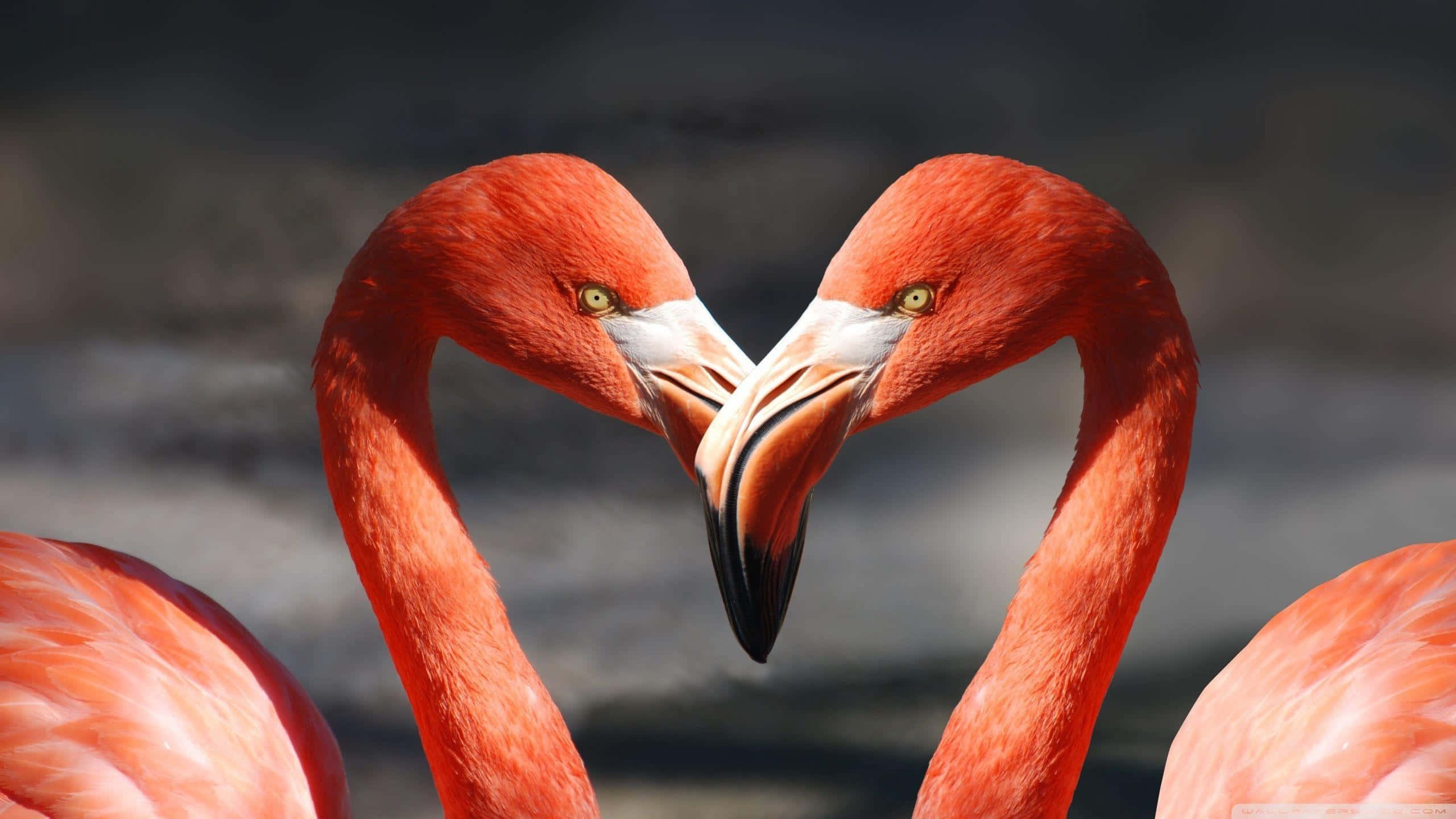 Flamingo Laptop, flamingos, heart shape, 2K Desktop Wallpaper
