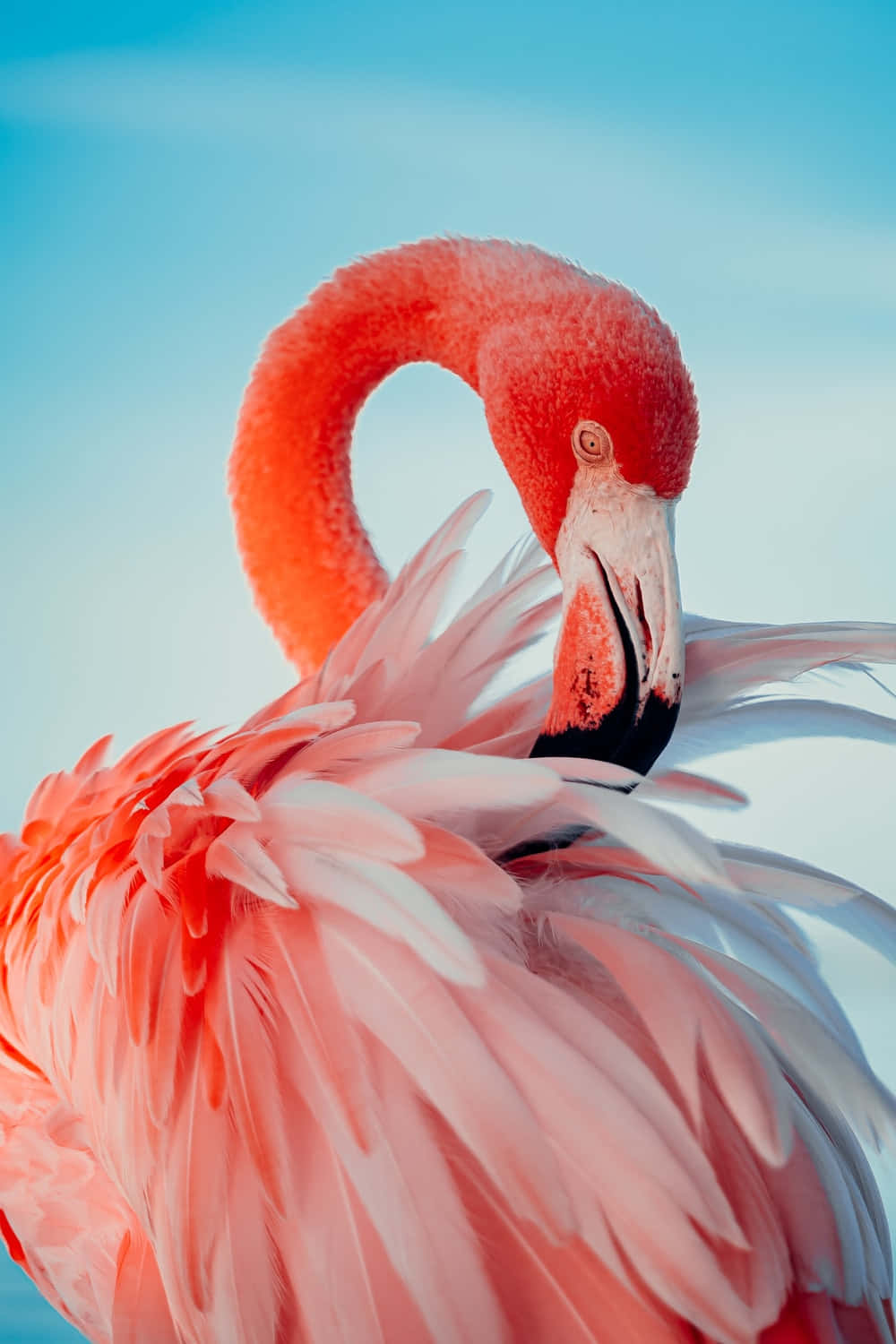 Flamingo Laptop, vibrant pink flamingo, curved neck, HD Phone Wallpaper