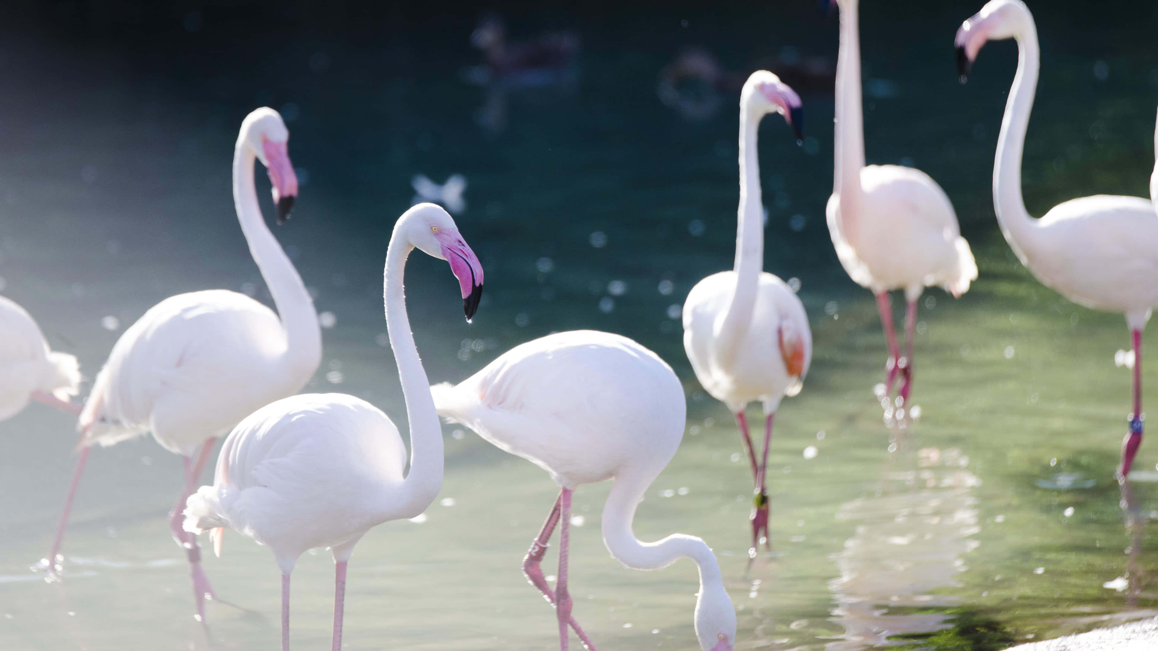 Flamingo Laptop, white flamingos, shallow water, 4K Desktop Wallpaper