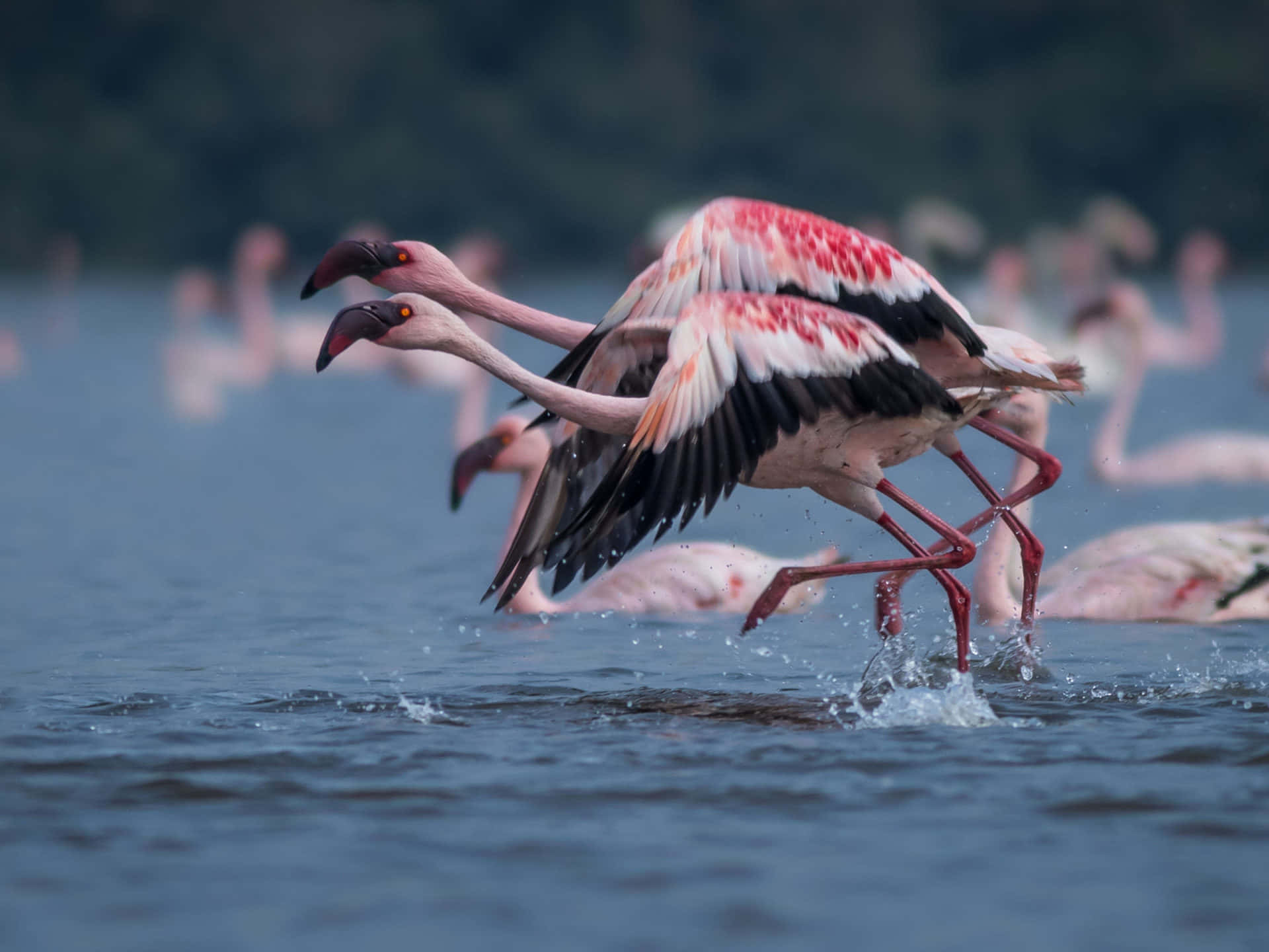 Flamingo Laptop, flamingos, water, Full HD Desktop Wallpaper