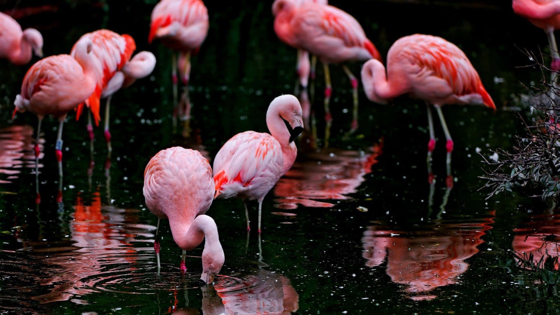 Flamingo Patterned Laptop, pink flamingos, dark water, Full HD Desktop Wallpaper