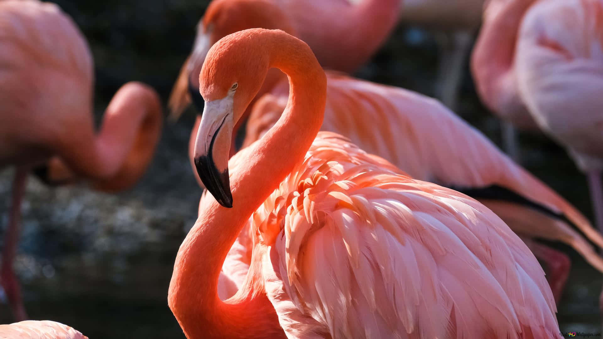 flamingo laptop, pink flamingo, curved neck, Full HD Desktop Wallpaper