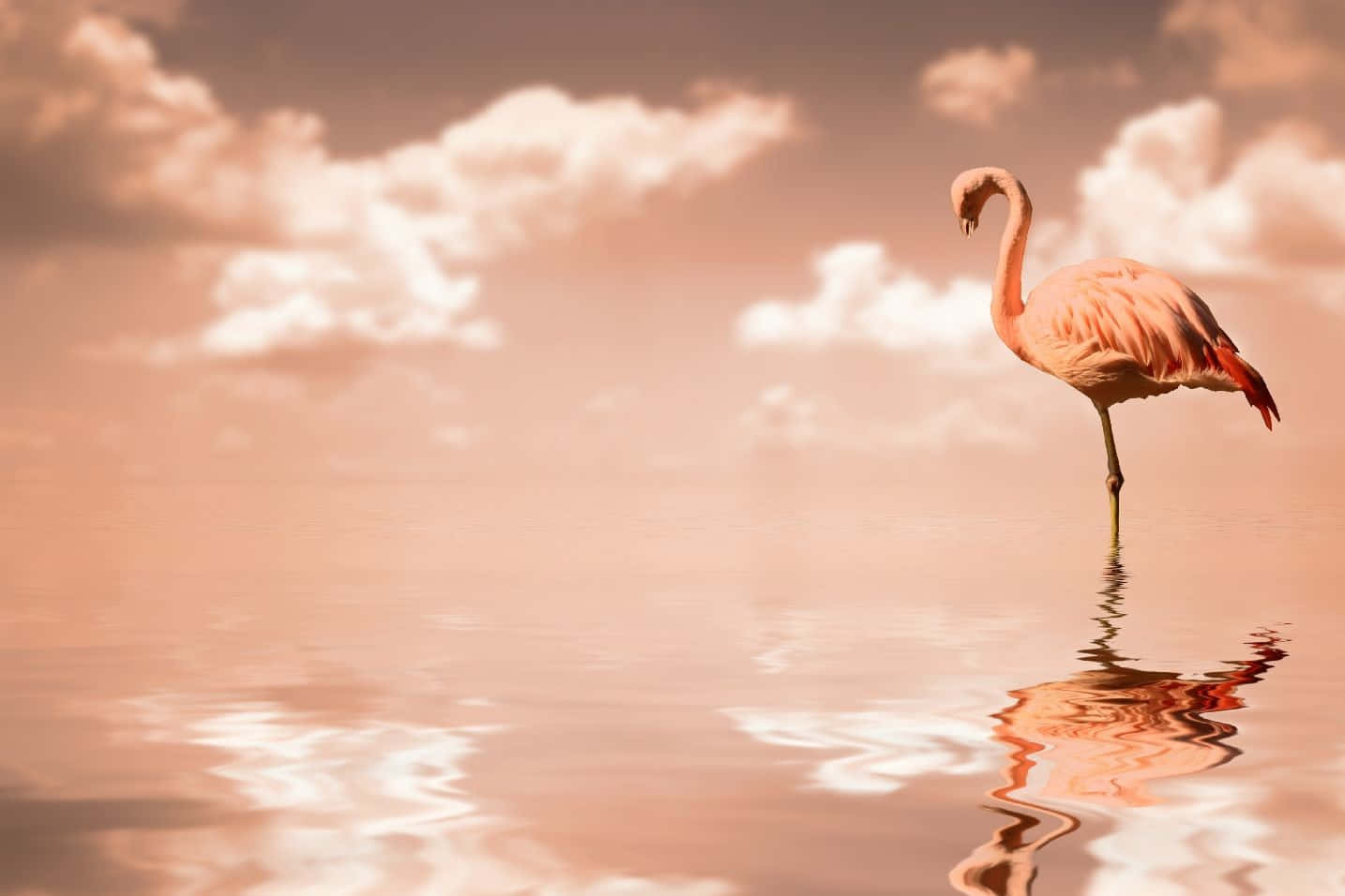 Flamingo Laptop, pink flamingo, calm water, HD Desktop Wallpaper