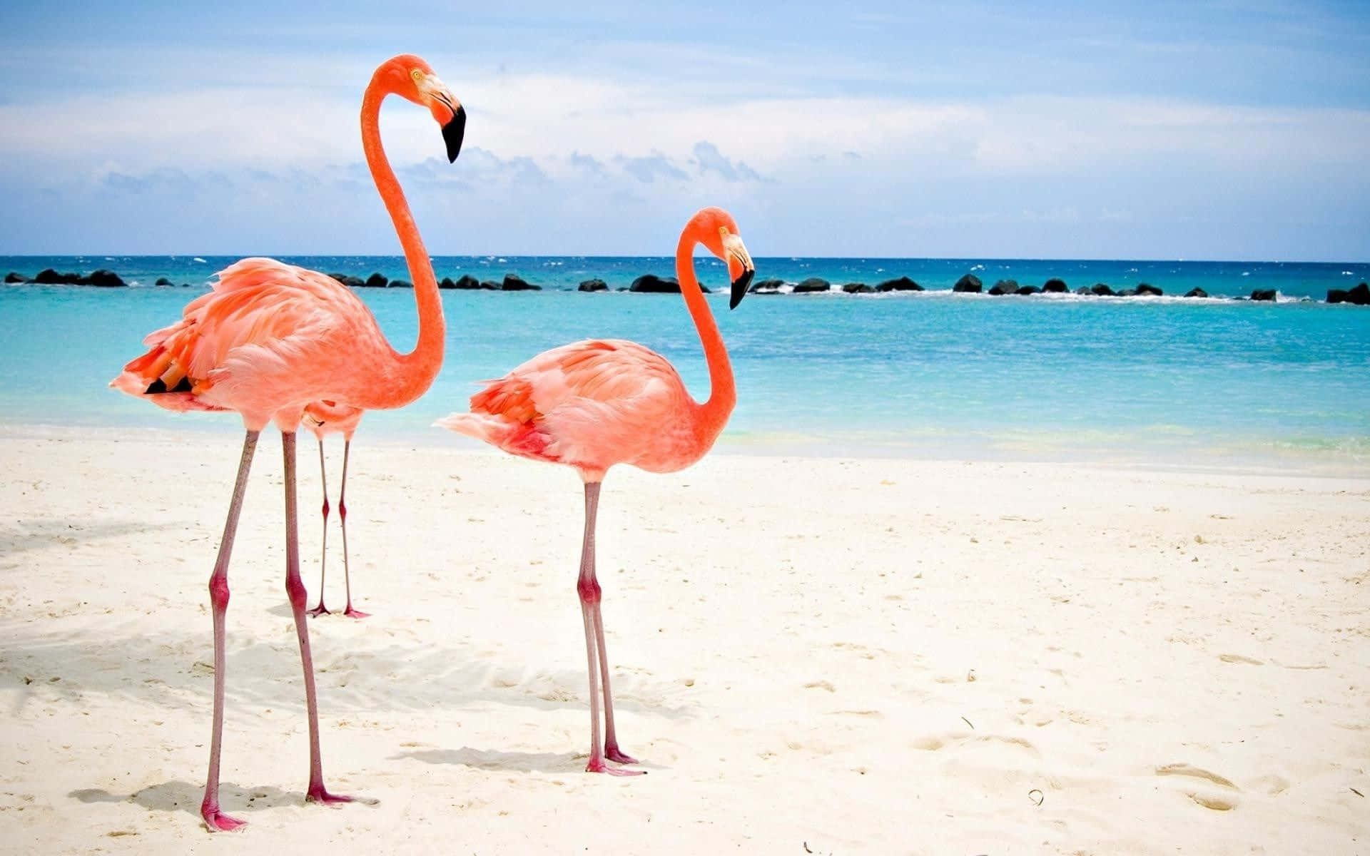 Flamingo Laptop, pink flamingos, white sandy beach, Full HD Desktop Wallpaper