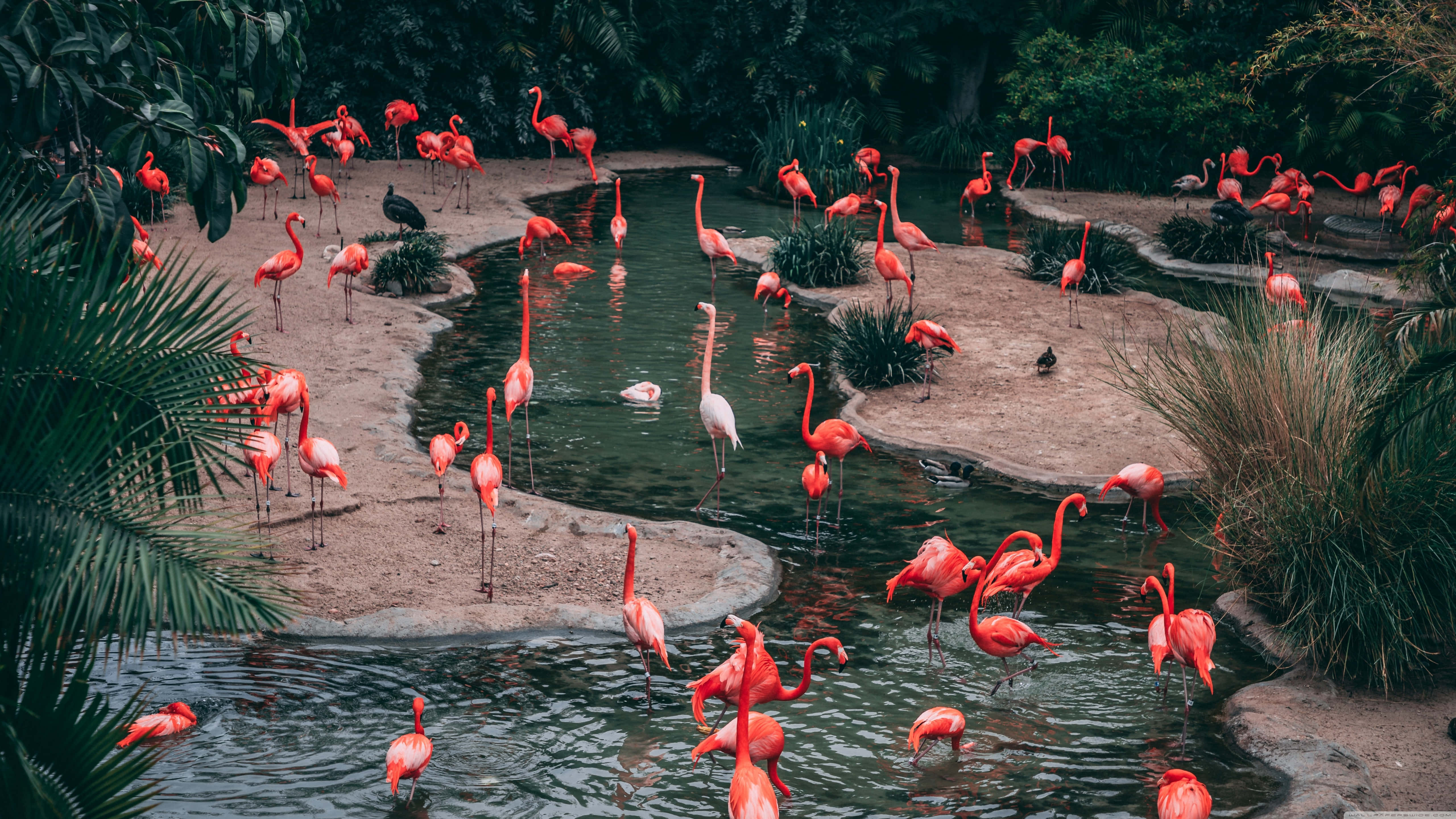 Flamingo laptop, pink flamingos, shallow pond, 5K Desktop Wallpaper