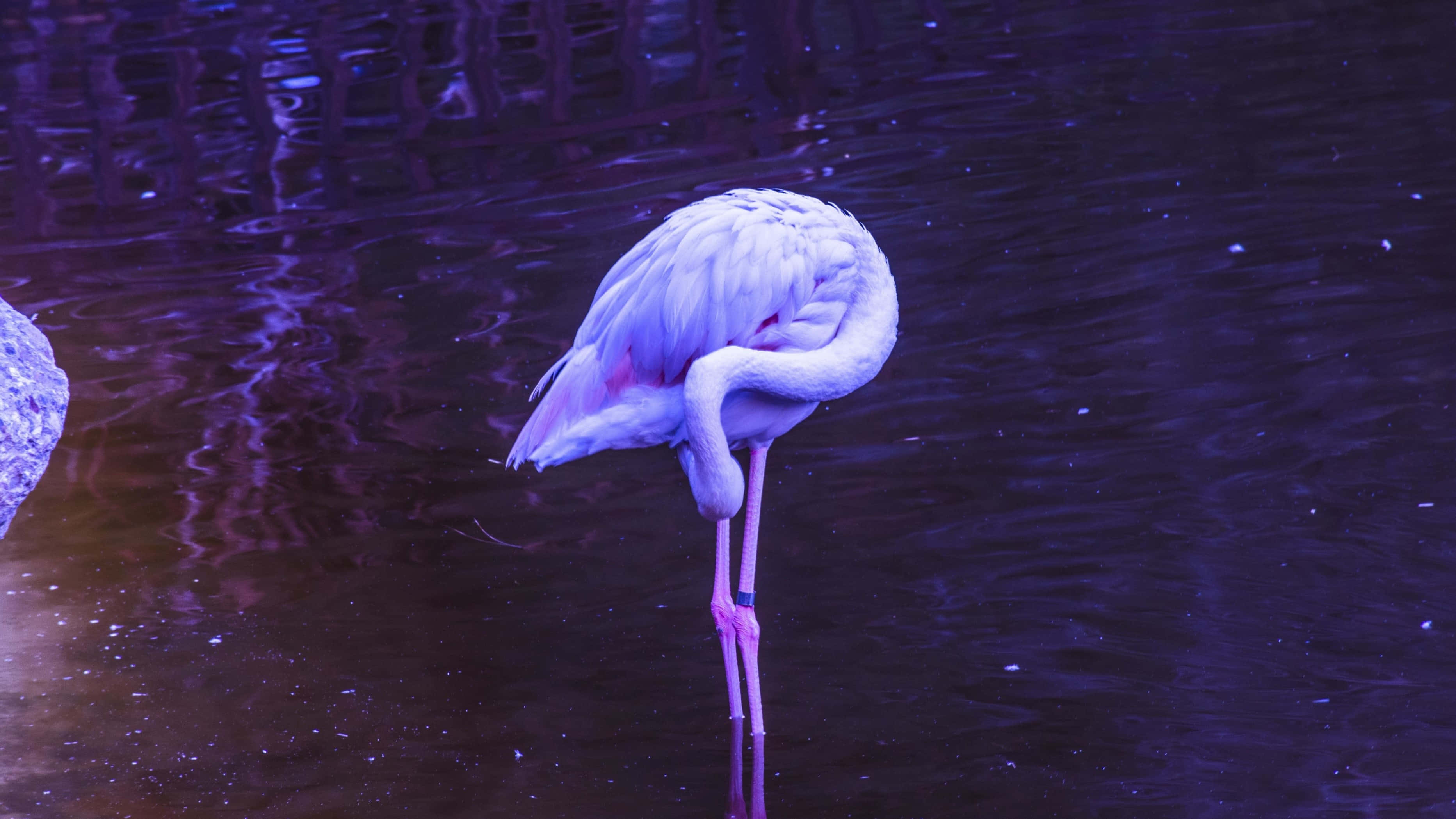 Flamingo Laptop, pink flamingo, deep purple water, 2K Desktop Wallpaper