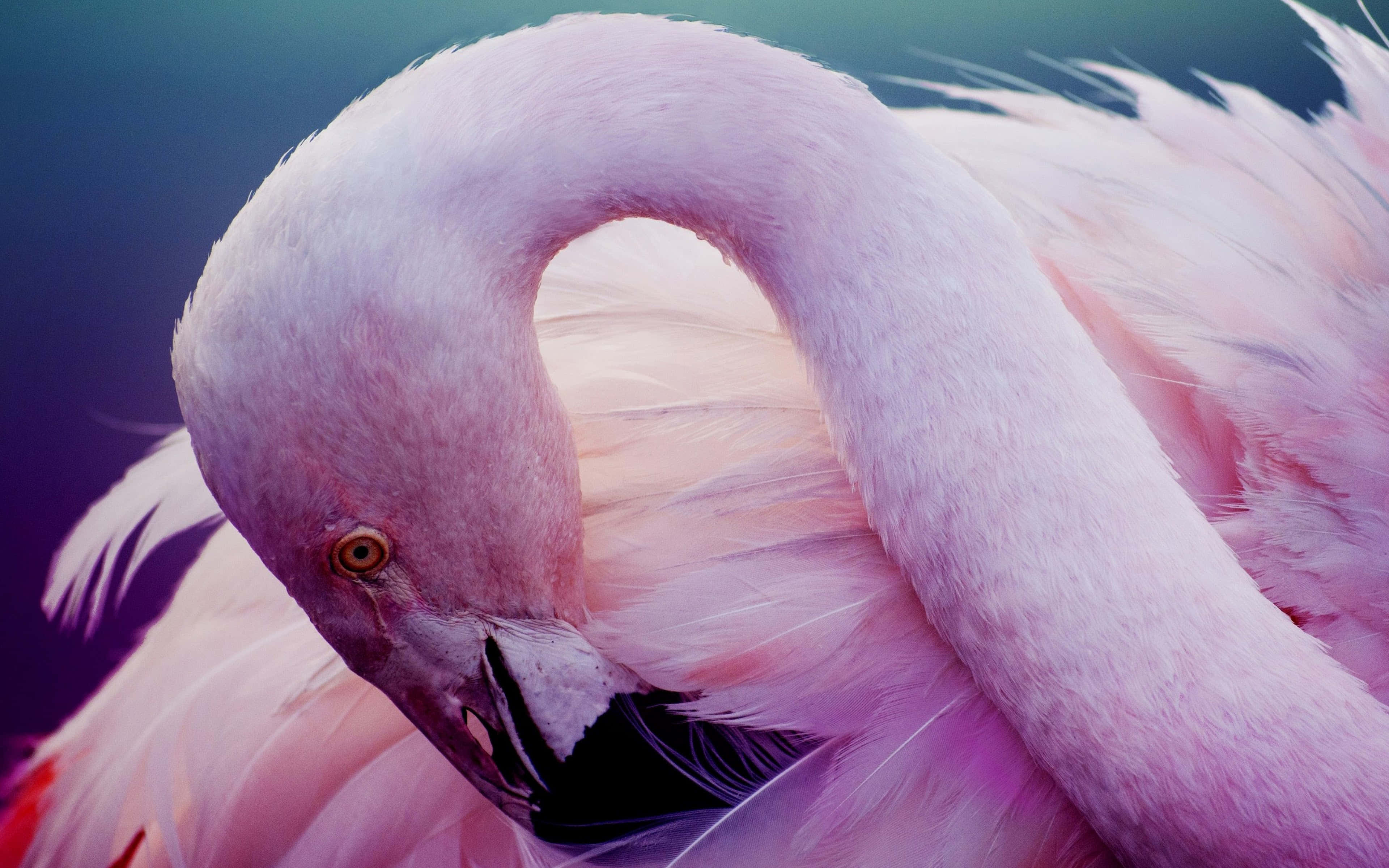 flamingo laptop, pink flamingo, curved neck, 4K Desktop Wallpaper