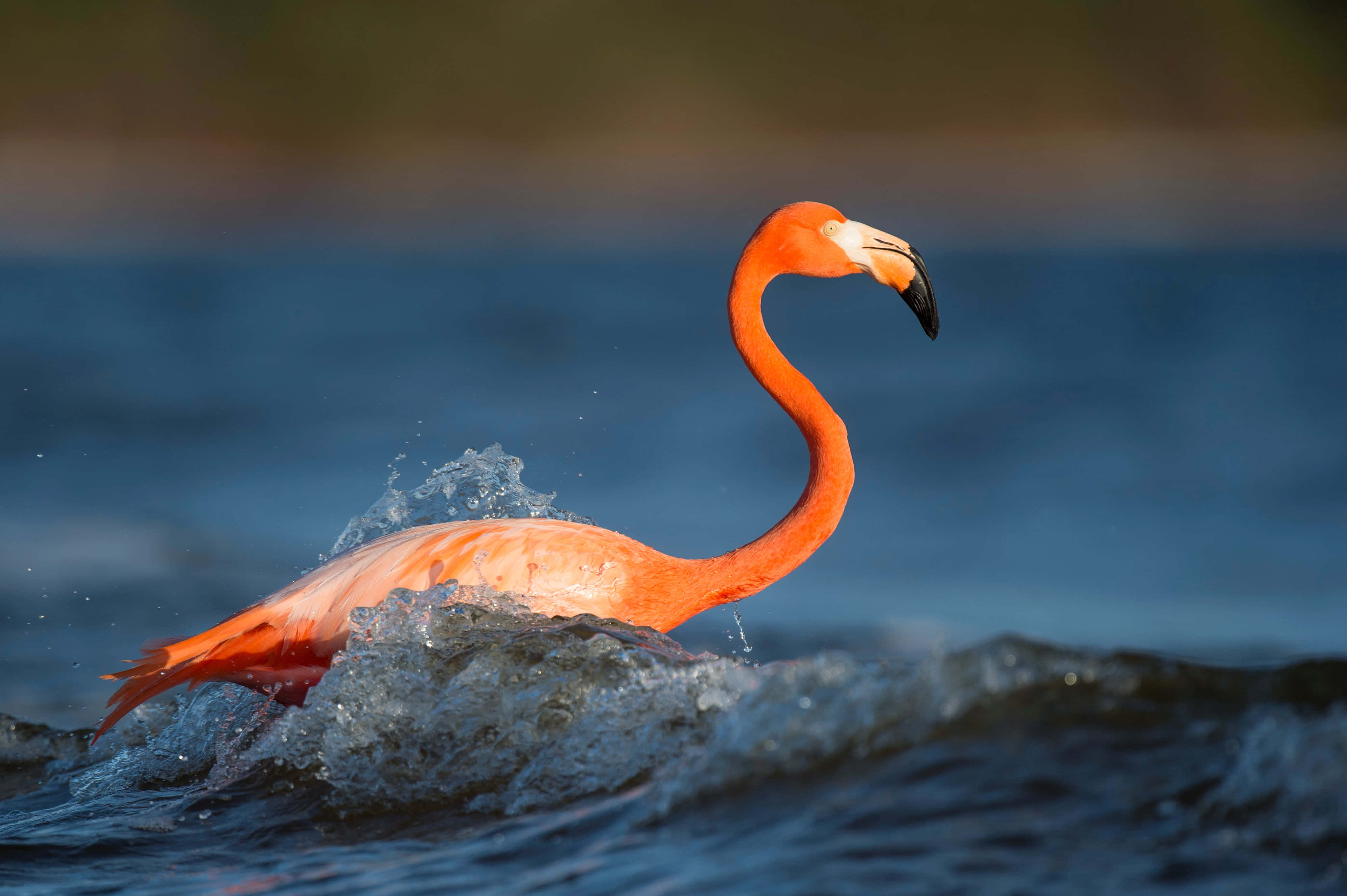 flamingo laptop, vibrant pink, splashing blue water, 4K Desktop Wallpaper