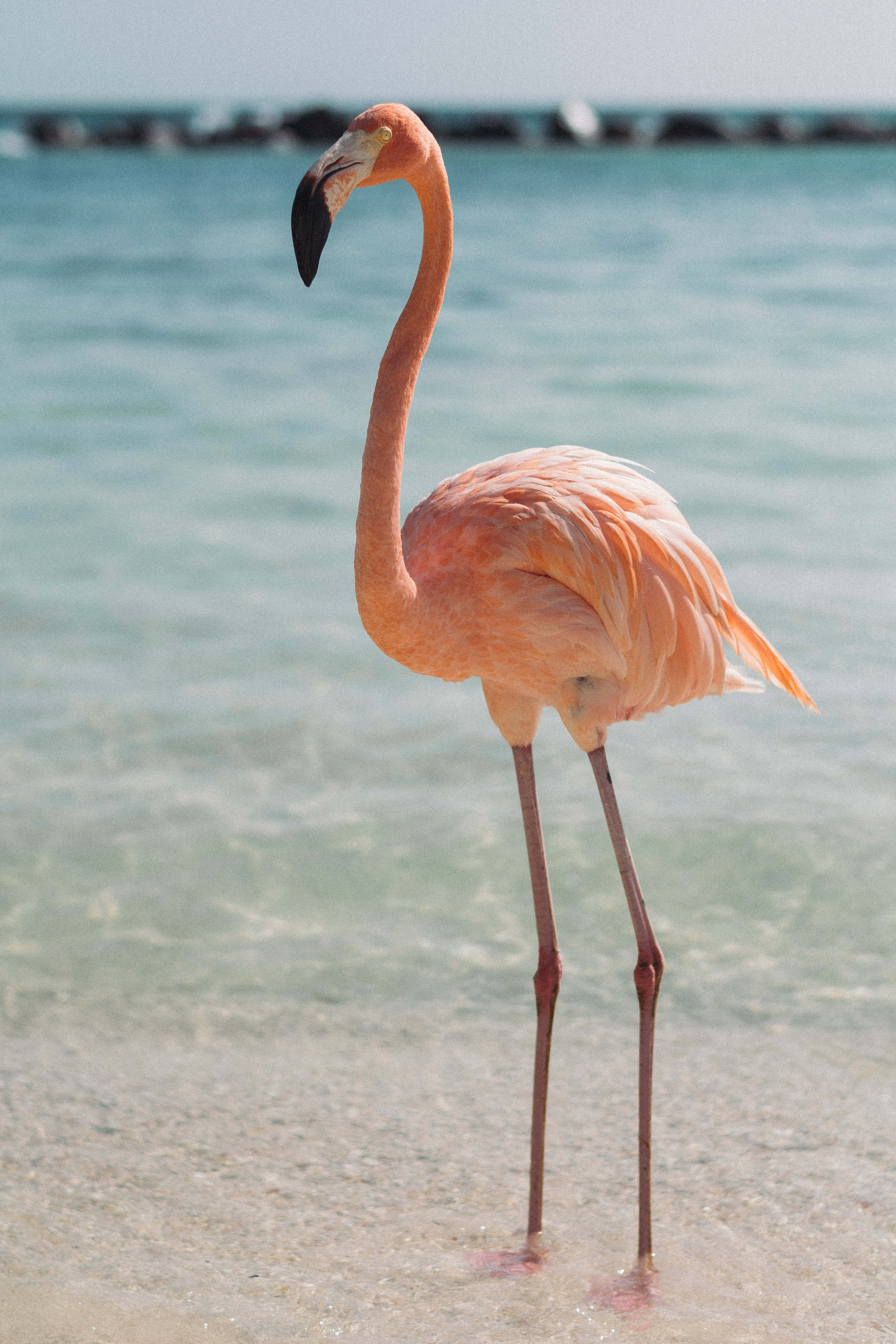 flamingo, shallow water, turquoise water, 5K Phone Wallpaper
