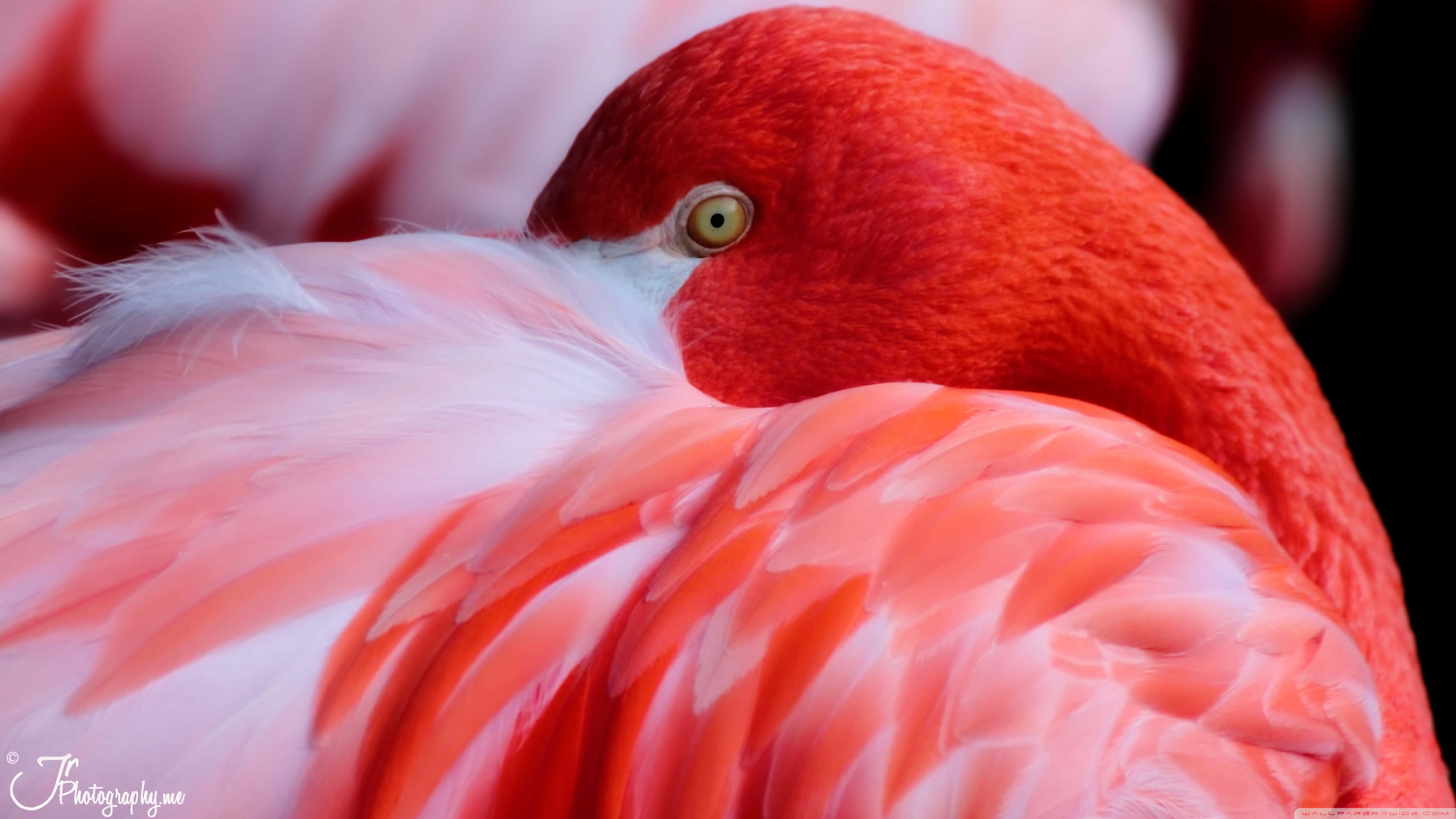 flamingo, pink, yellow eye, 2K Desktop Wallpaper