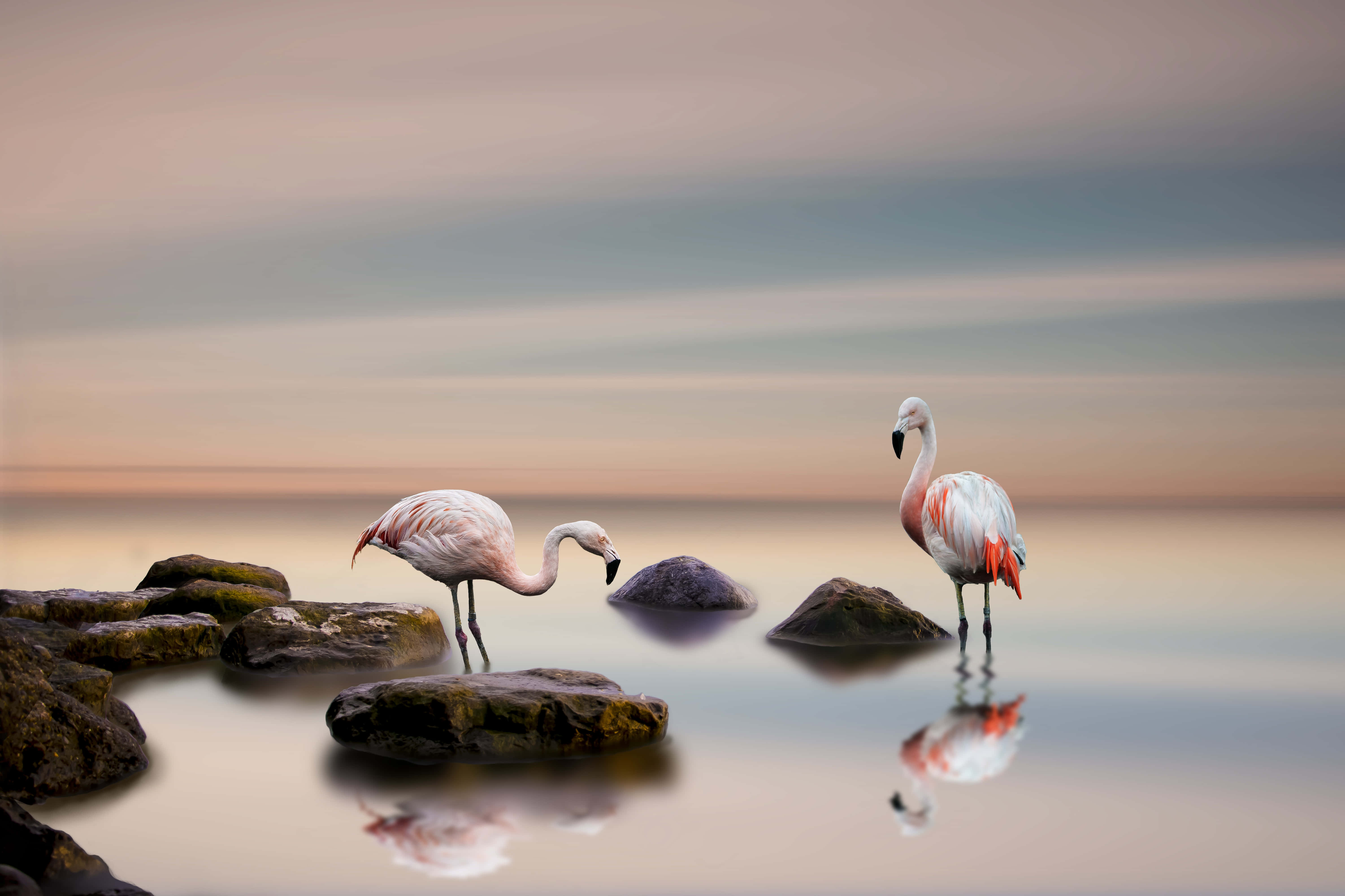 Flamingo Laptop, pink flamingos, twilight sky, 5K Desktop Wallpaper