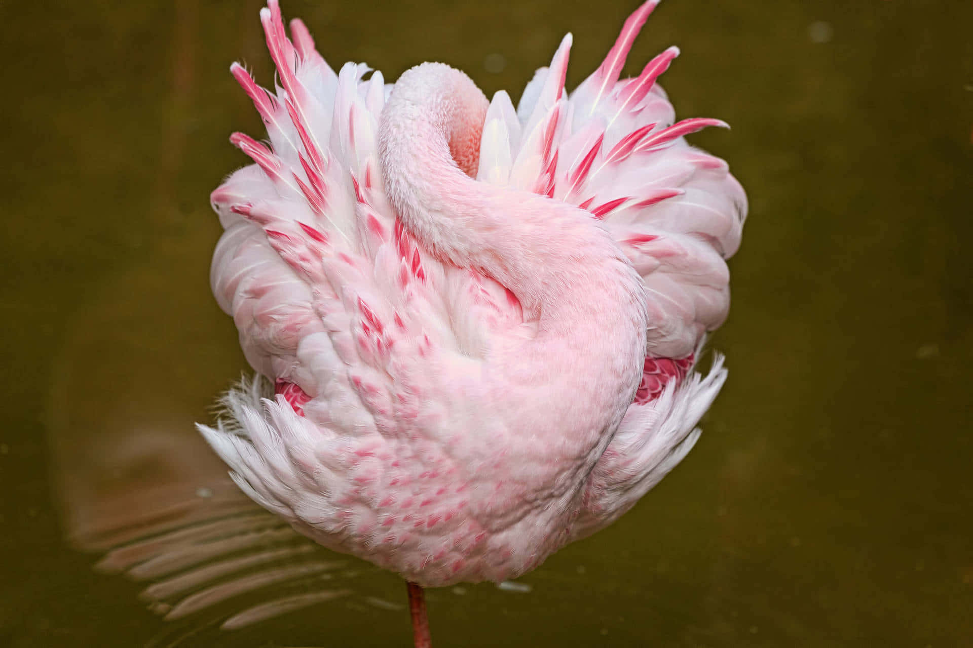 Flamingo Laptop, pink flamingo, murky green water, Full HD Desktop Wallpaper