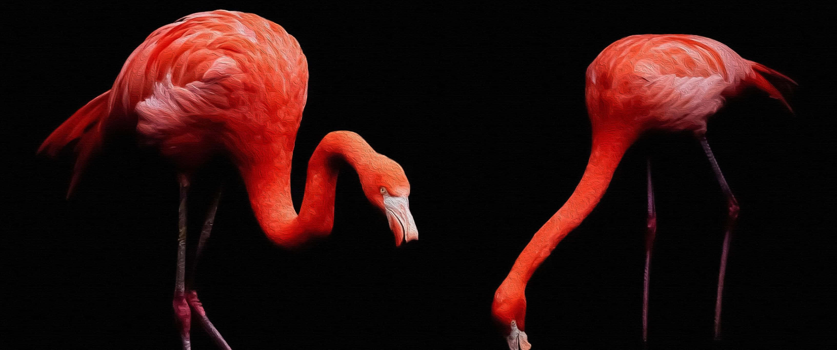 Flamingo Laptop, vibrant pink, stark black background, 2K Desktop Wallpaper