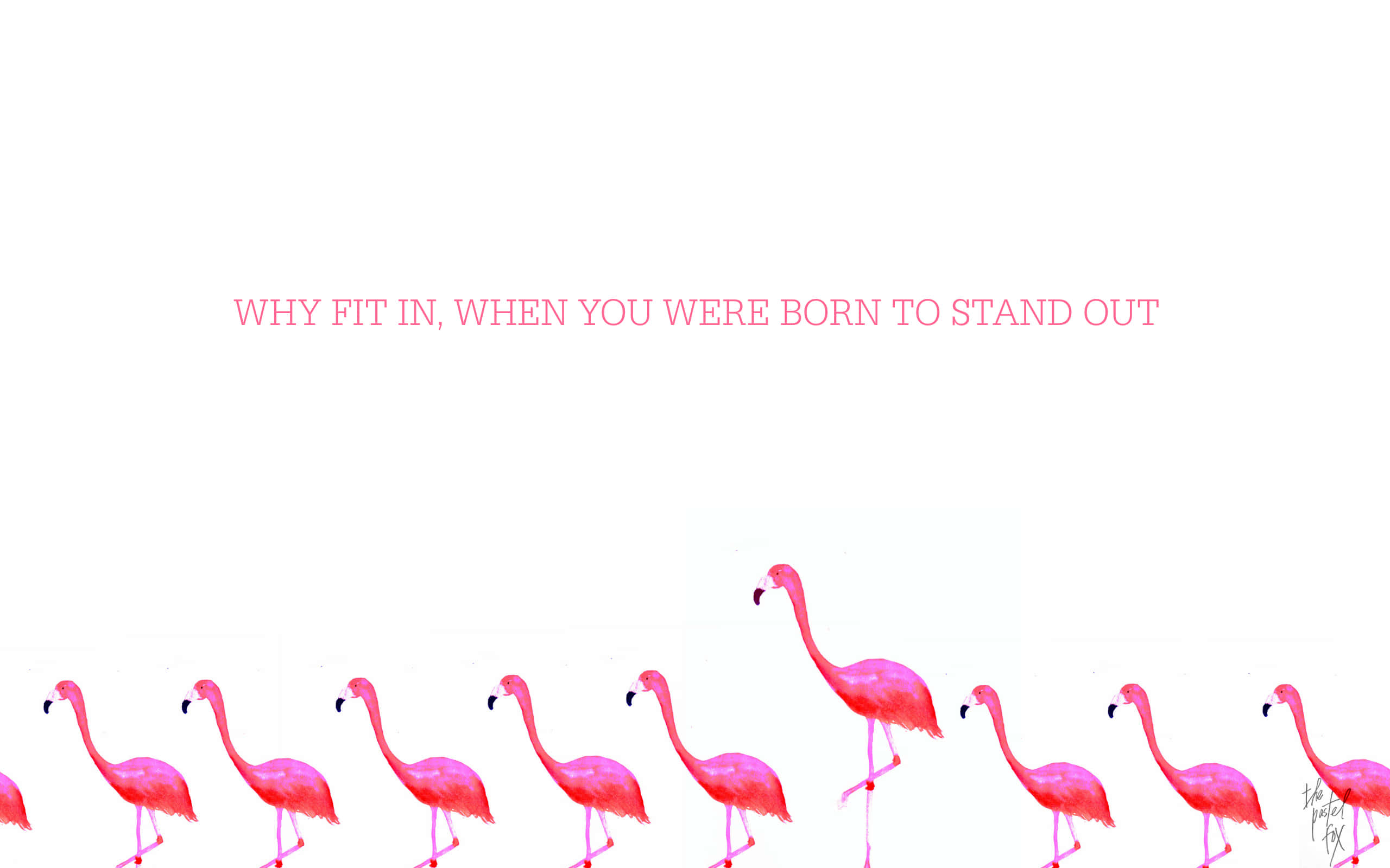 Flamingo Laptop, pink flamingos, white background, 2K Desktop Wallpaper