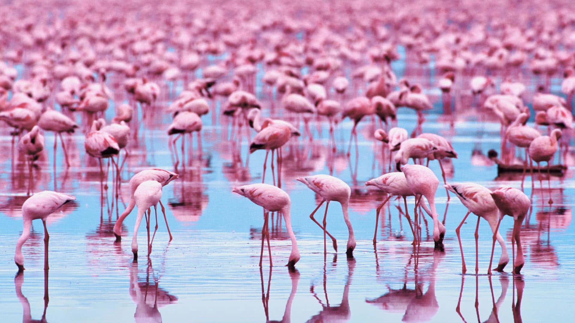 pink flamingo laptop, flock of pink flamingos, shallow blue water, Full HD Desktop Wallpaper