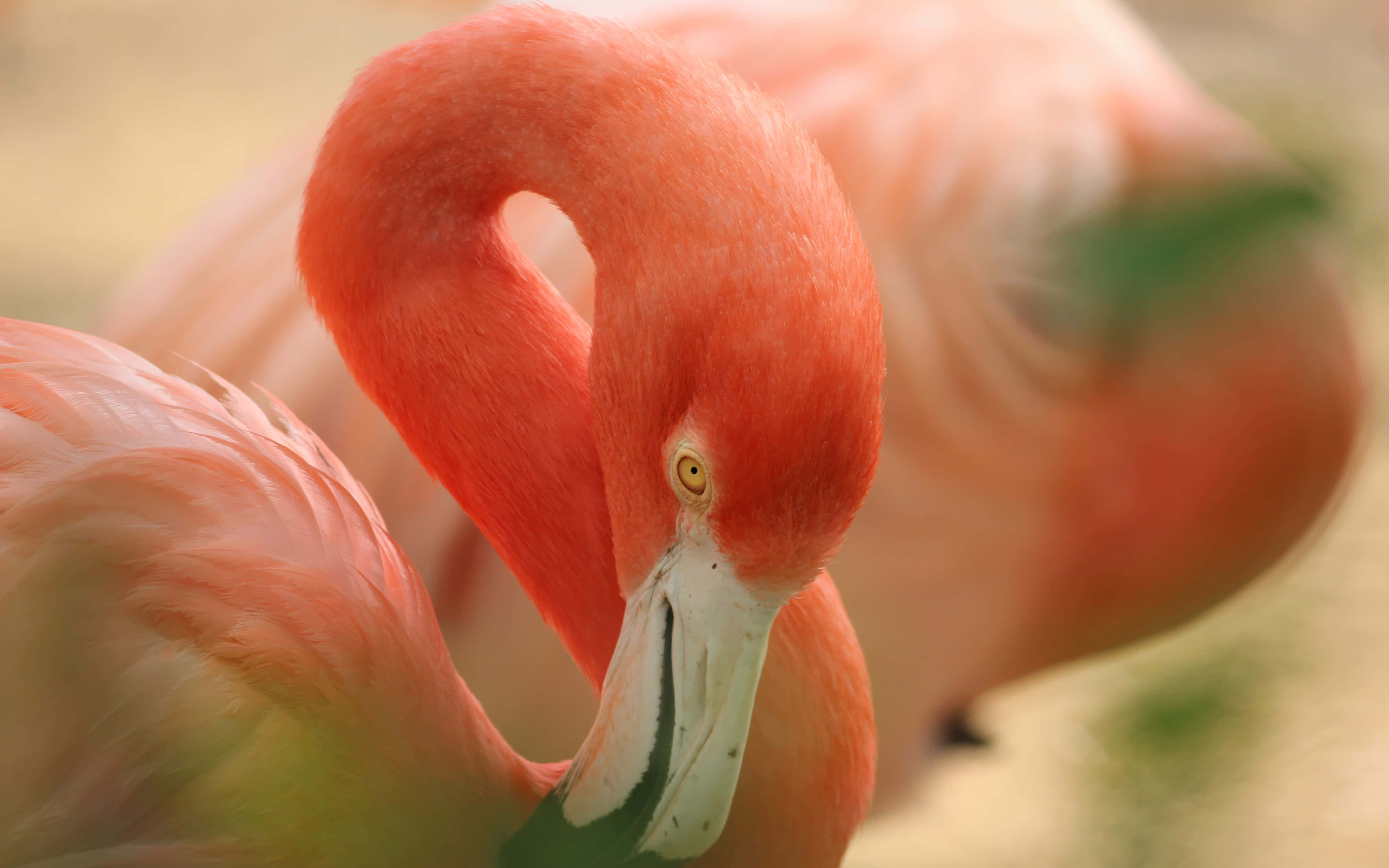 Flamingo laptop, pink flamingo, curved neck, 5K Desktop Wallpaper