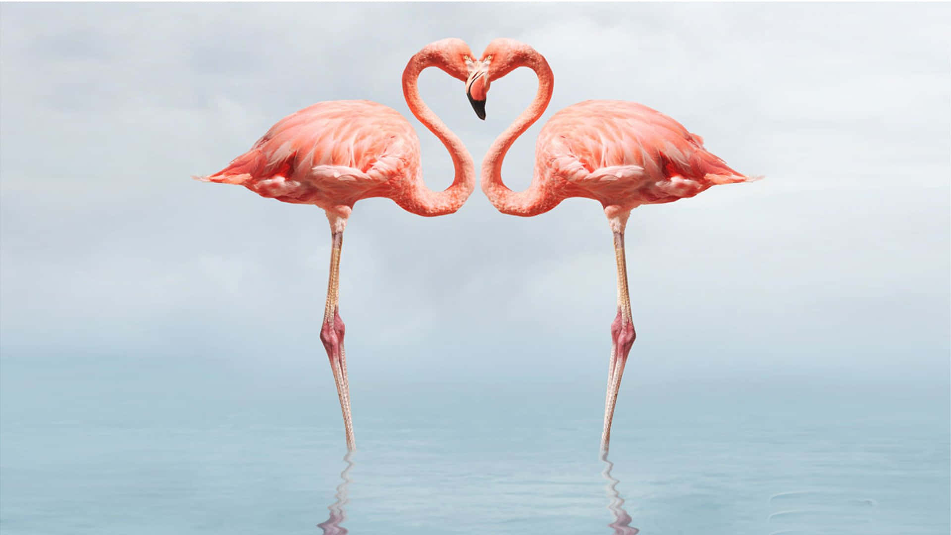 Flamingo Laptop, pink flamingos, shallow water, Full HD Desktop Wallpaper