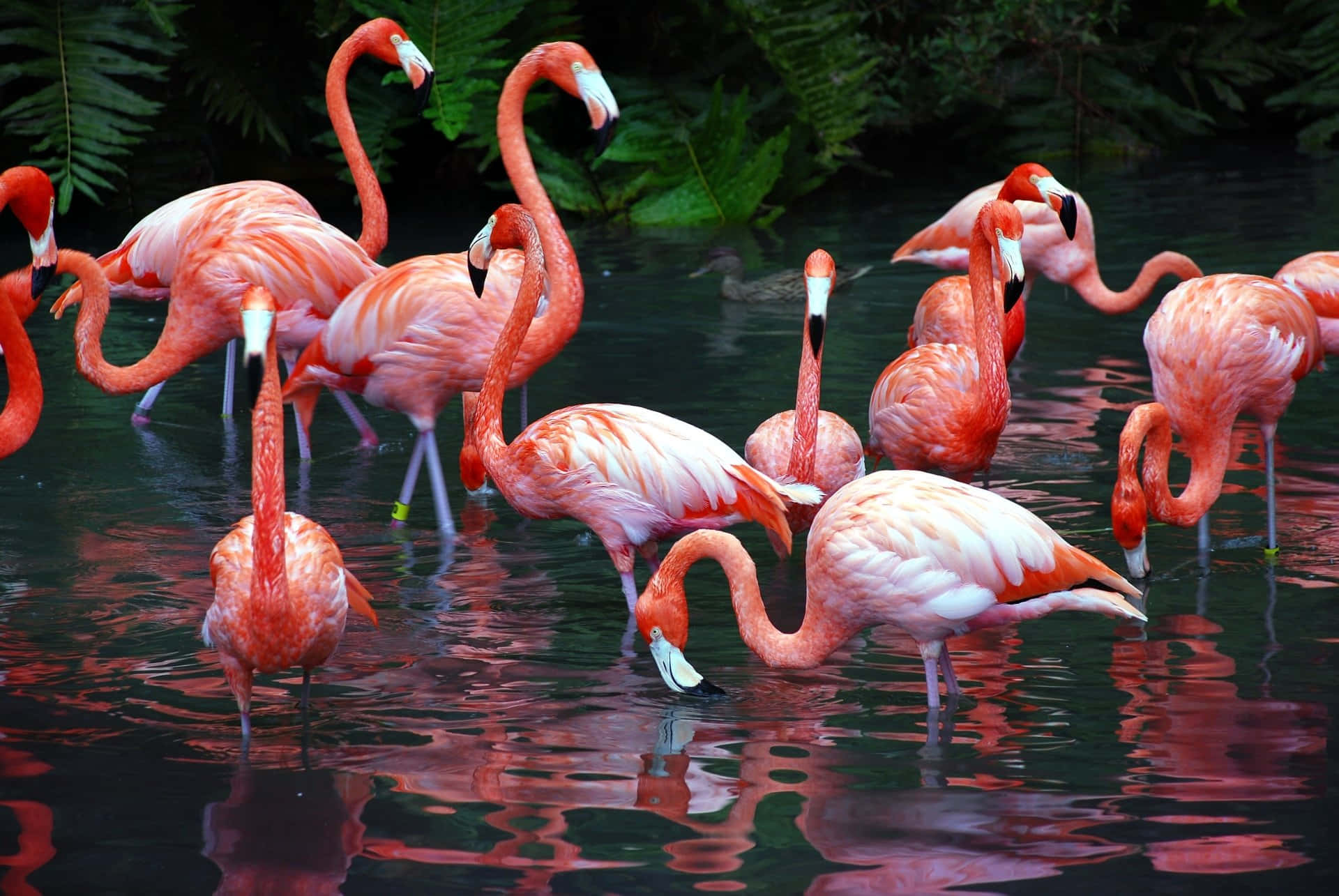 Flamingo Laptop, pink flamingos, calm water, Full HD Desktop Wallpaper