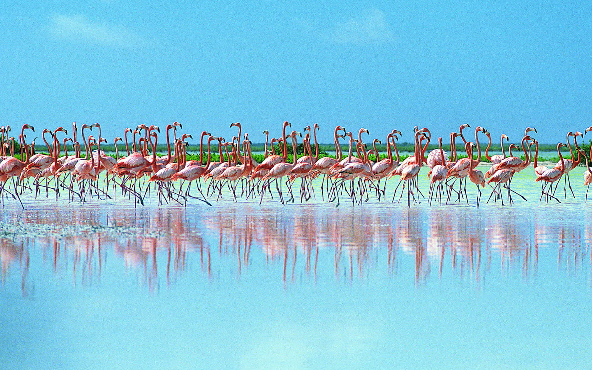 Flamingo Laptop, pink flamingos, shallow turquoise water, Full HD Desktop Wallpaper