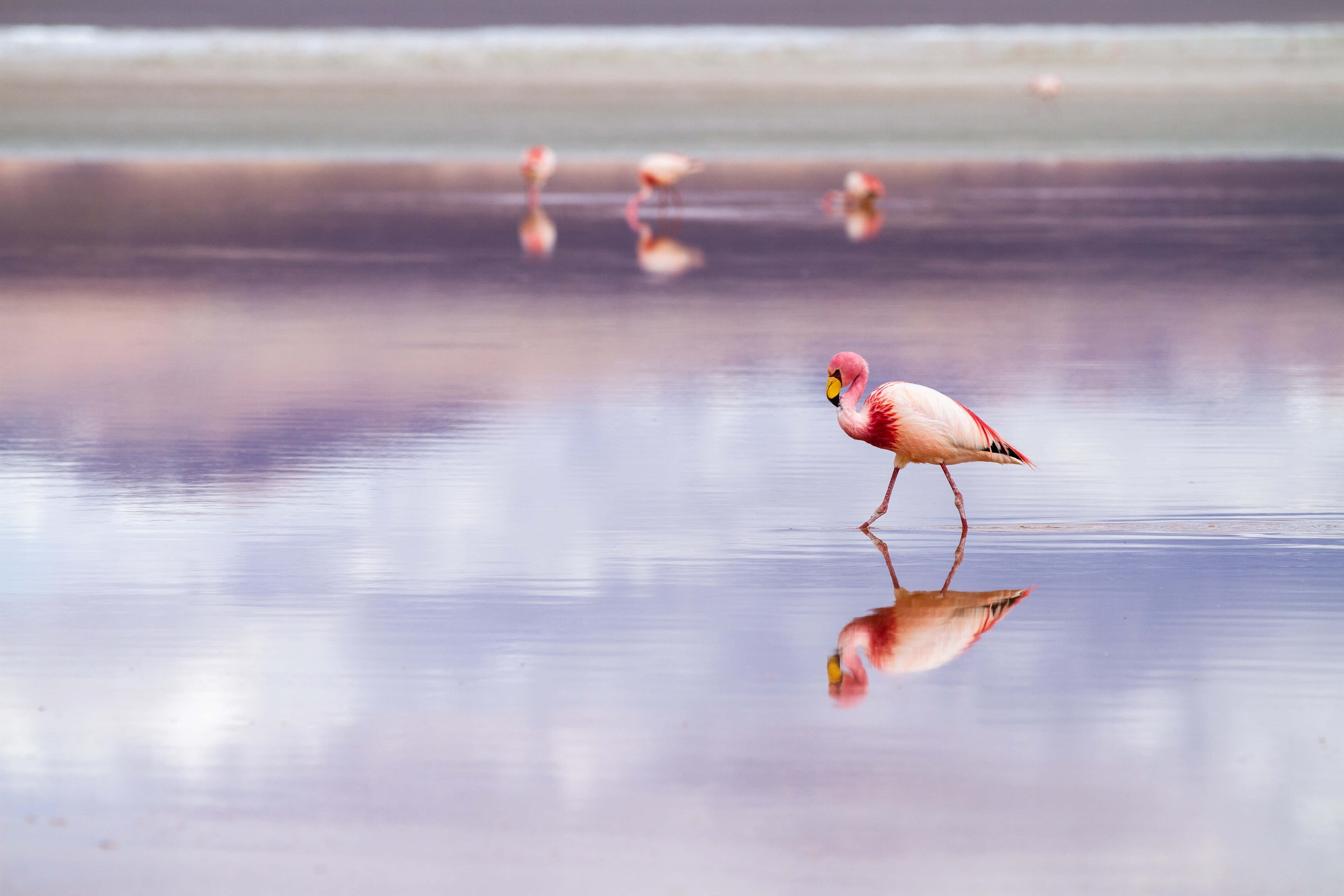 flamingo, shallow water, reflection, 5K Desktop Wallpaper