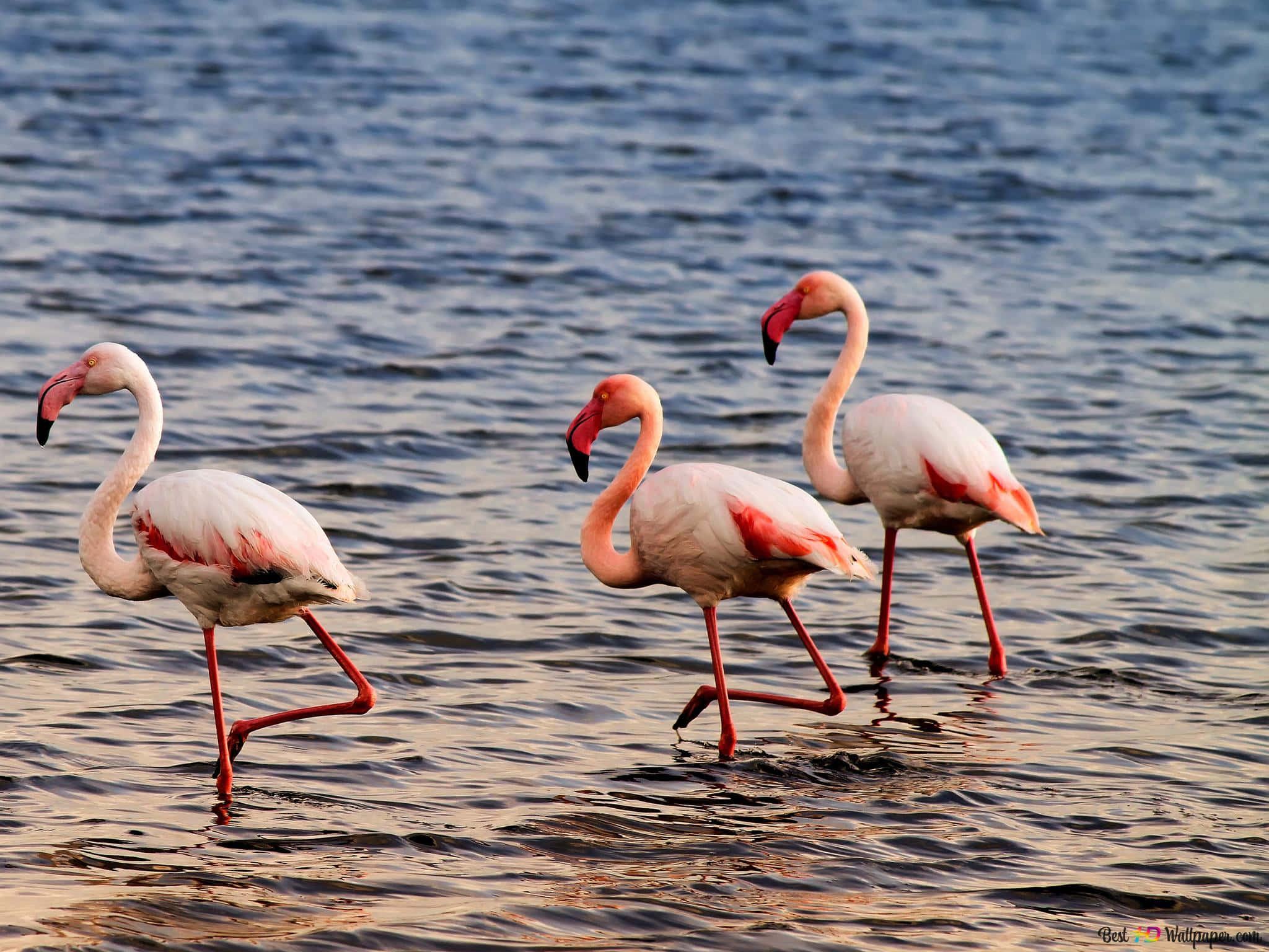 flamingo laptop, pink flamingos, shallow water, Full HD Desktop Wallpaper