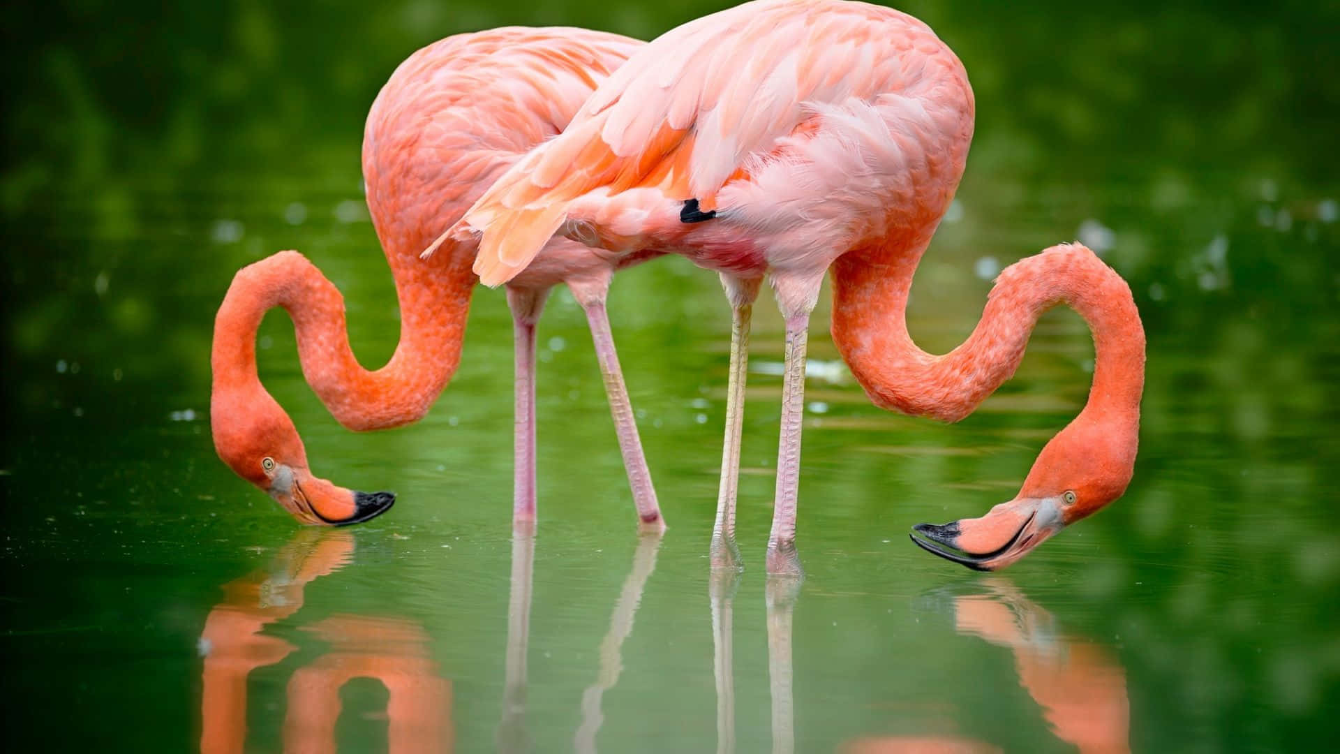 Flamingo Laptop, pink flamingos, curved necks, Full HD Desktop Wallpaper