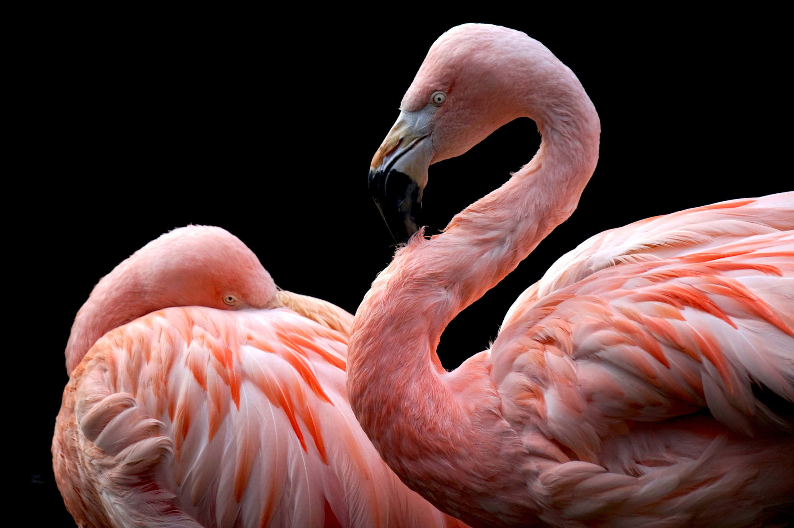 flamingo laptop, flamingo, pink flamingos, 2K Desktop Wallpaper