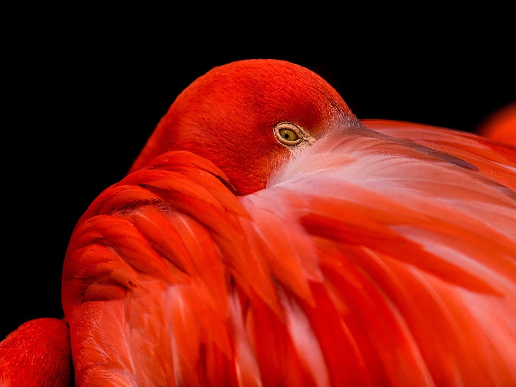 flamingo, red flamingo, black background, Full HD Desktop Wallpaper