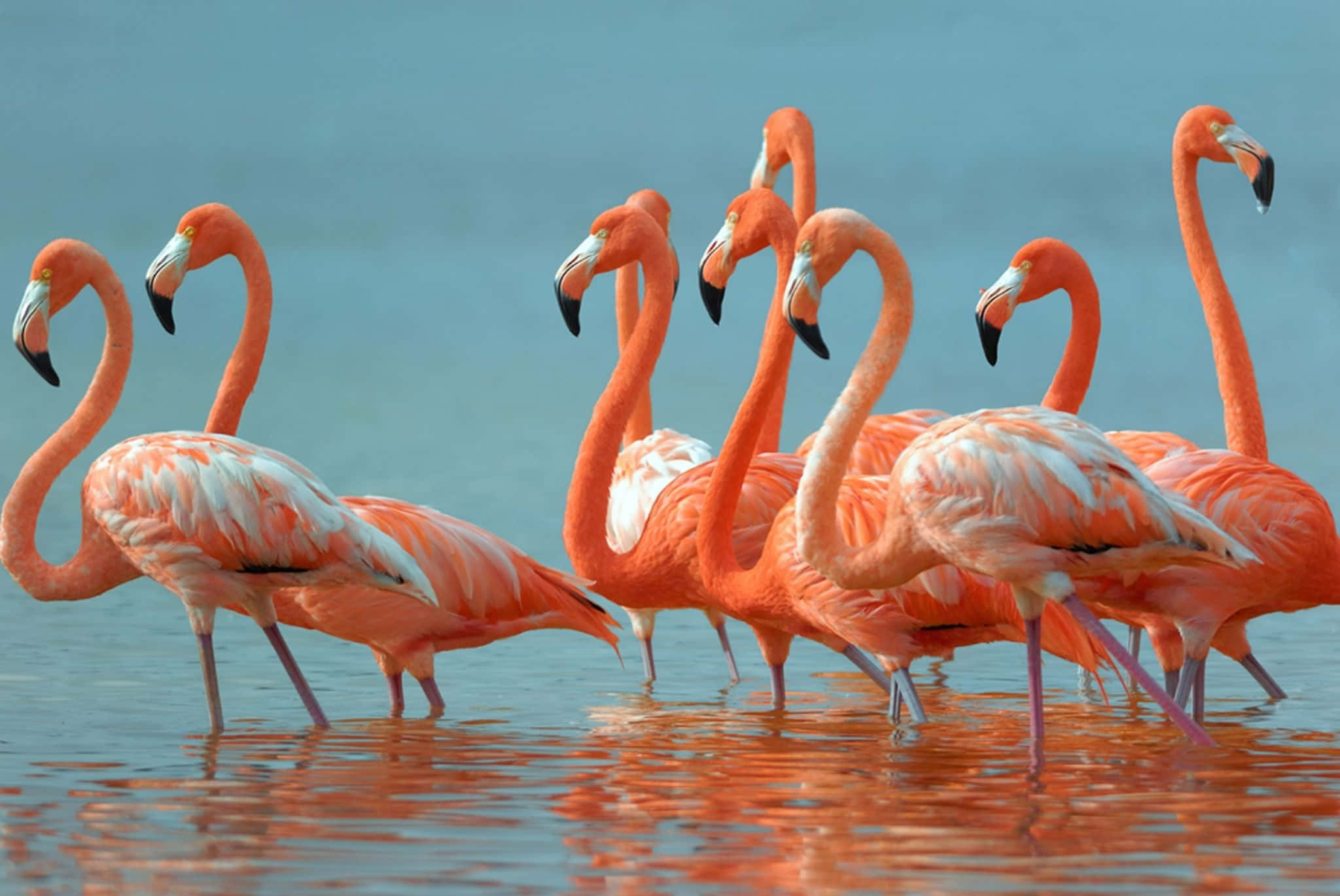 Flamingo laptop, vibrant pink flamingos, shallow water, Full HD Desktop Wallpaper