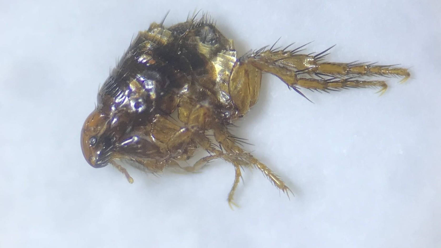 flea, brown, spiky legs, HD Desktop Wallpaper